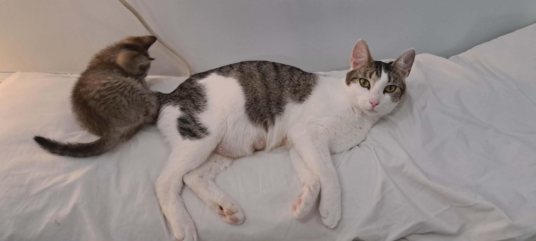 Chili, a ADOPTABLE Domestic Short Hair in Dartmouth, NS image 3/6