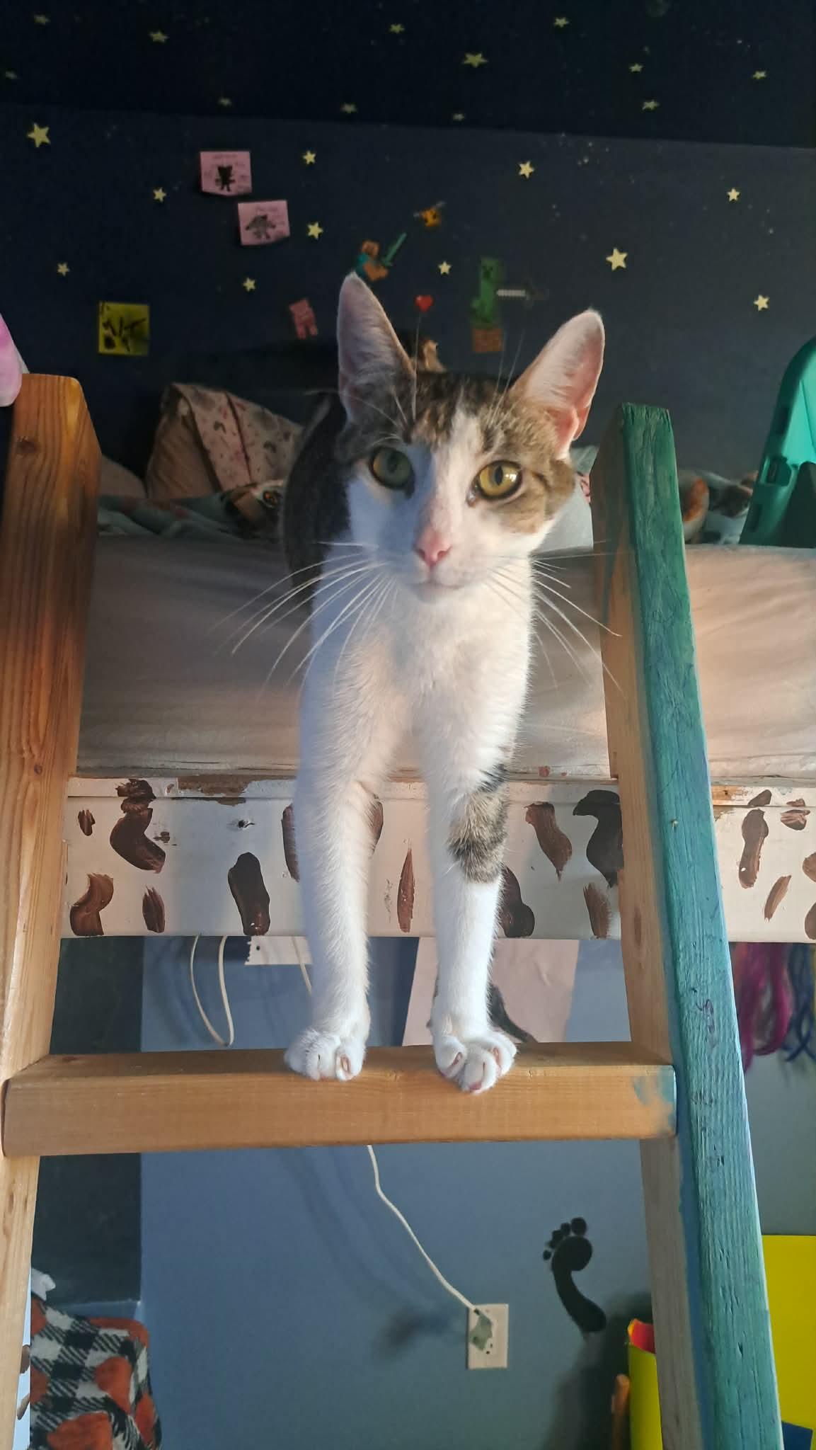 Chili, a ADOPTABLE Domestic Short Hair in Dartmouth, NS image 6/6