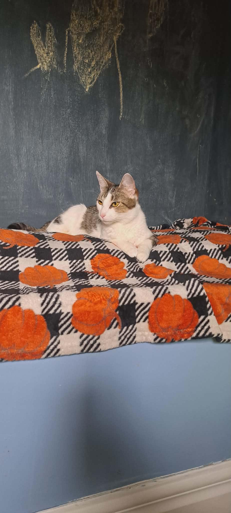 Chili, a ADOPTABLE Domestic Short Hair in Dartmouth, NS image 4/6