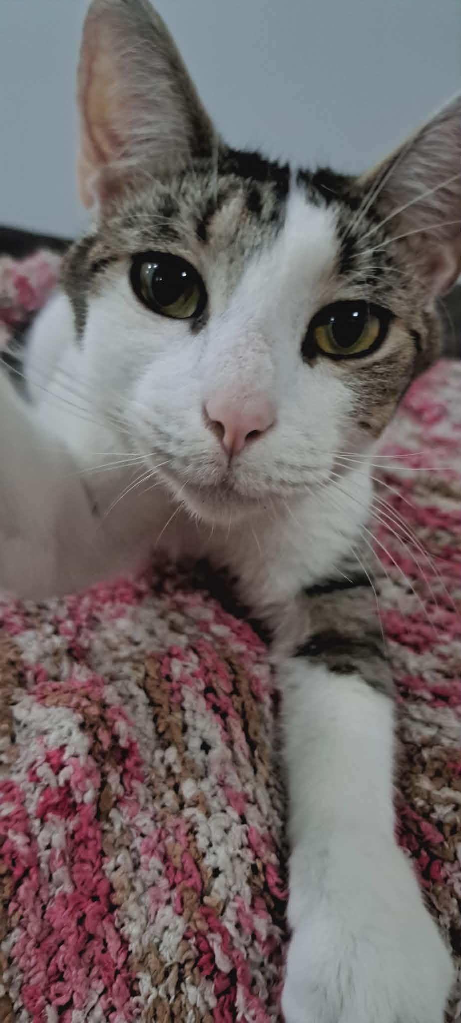Chili, a ADOPTABLE Domestic Short Hair in Dartmouth, NS image 5/6
