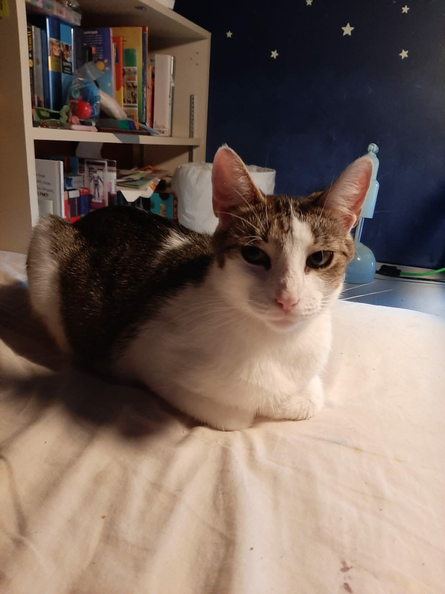 Chili, a ADOPTABLE Domestic Short Hair in Dartmouth, NS image 1/6
