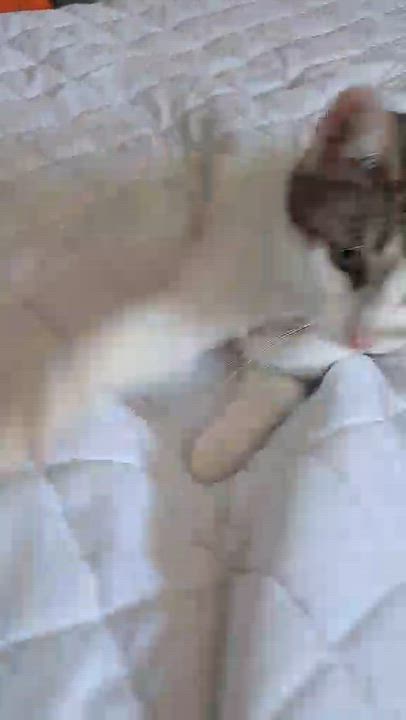 Enlarge Chili, a ADOPTABLE Domestic Short Hair in Dartmouth, NS video 2/6