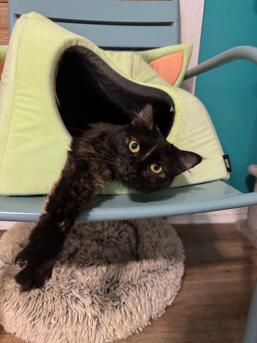 Hazel, Adoptable, Young Female Domestic Short Hair.