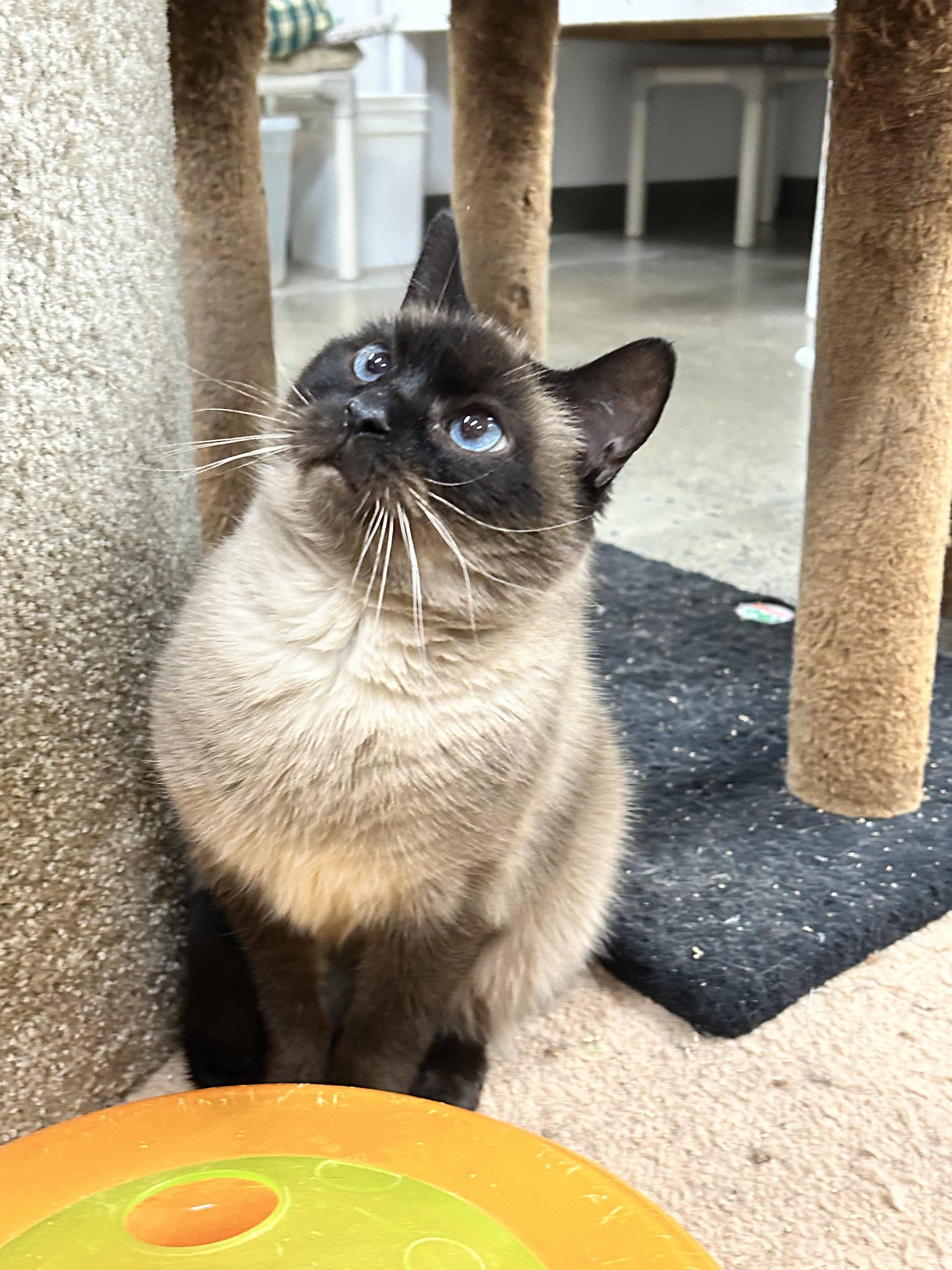 Enlarge Wren, a ADOPTABLE Domestic Short Hair in Edgewood, MD image 4/4