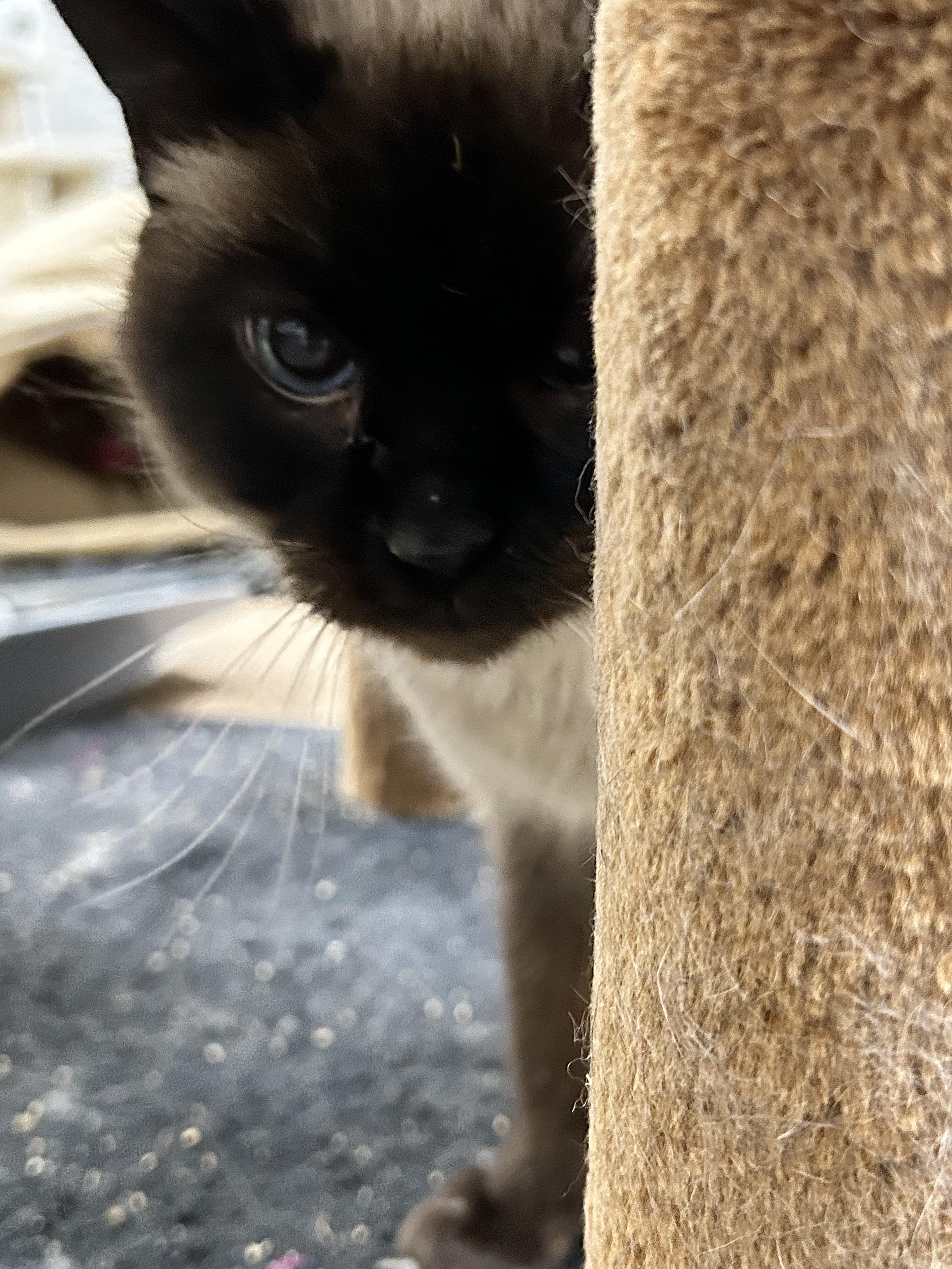 Enlarge Wren, a ADOPTABLE Domestic Short Hair in Edgewood, MD image 3/4