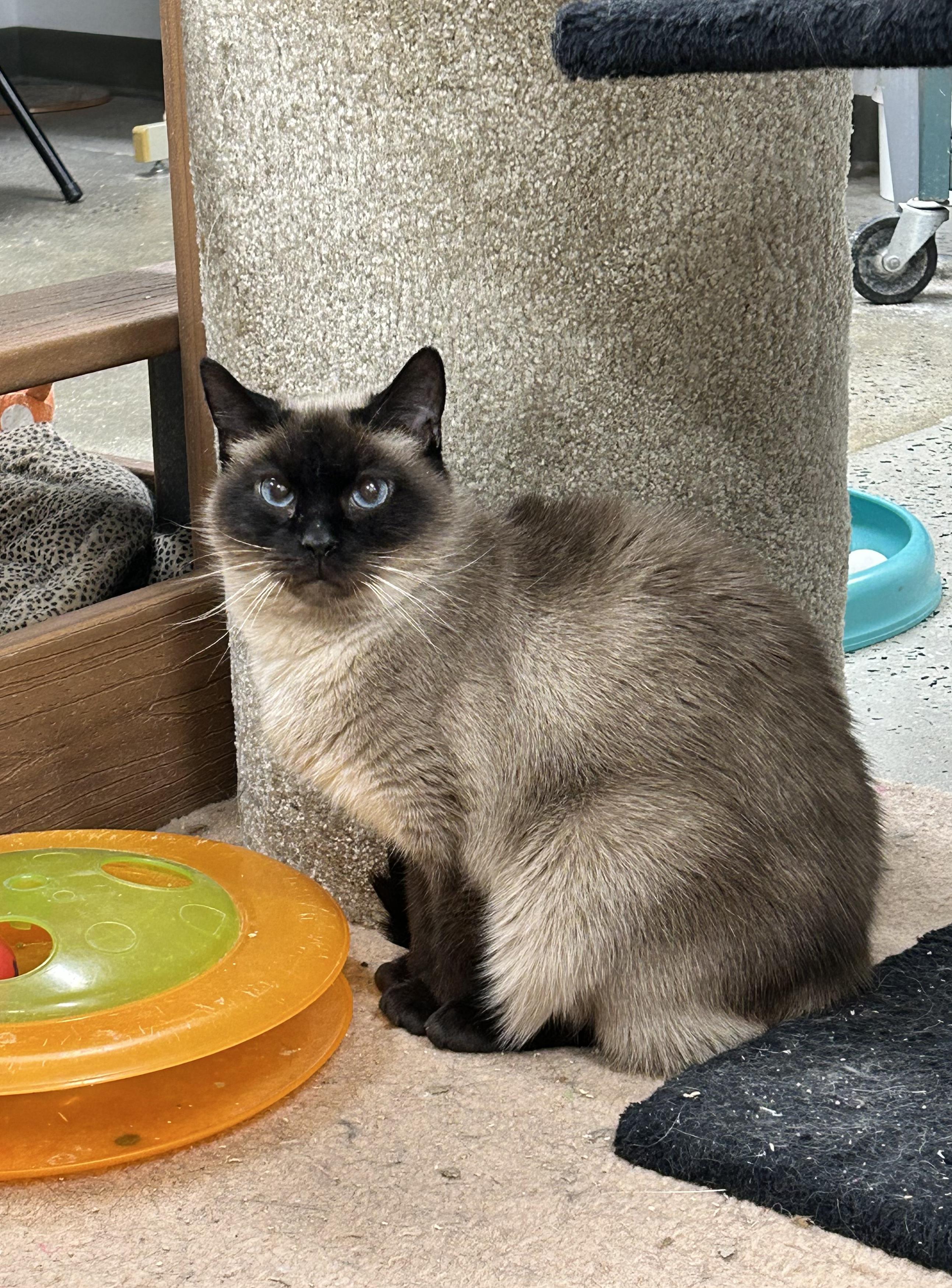 Wren, ADOPTABLE, Senior Female Domestic Short Hair.