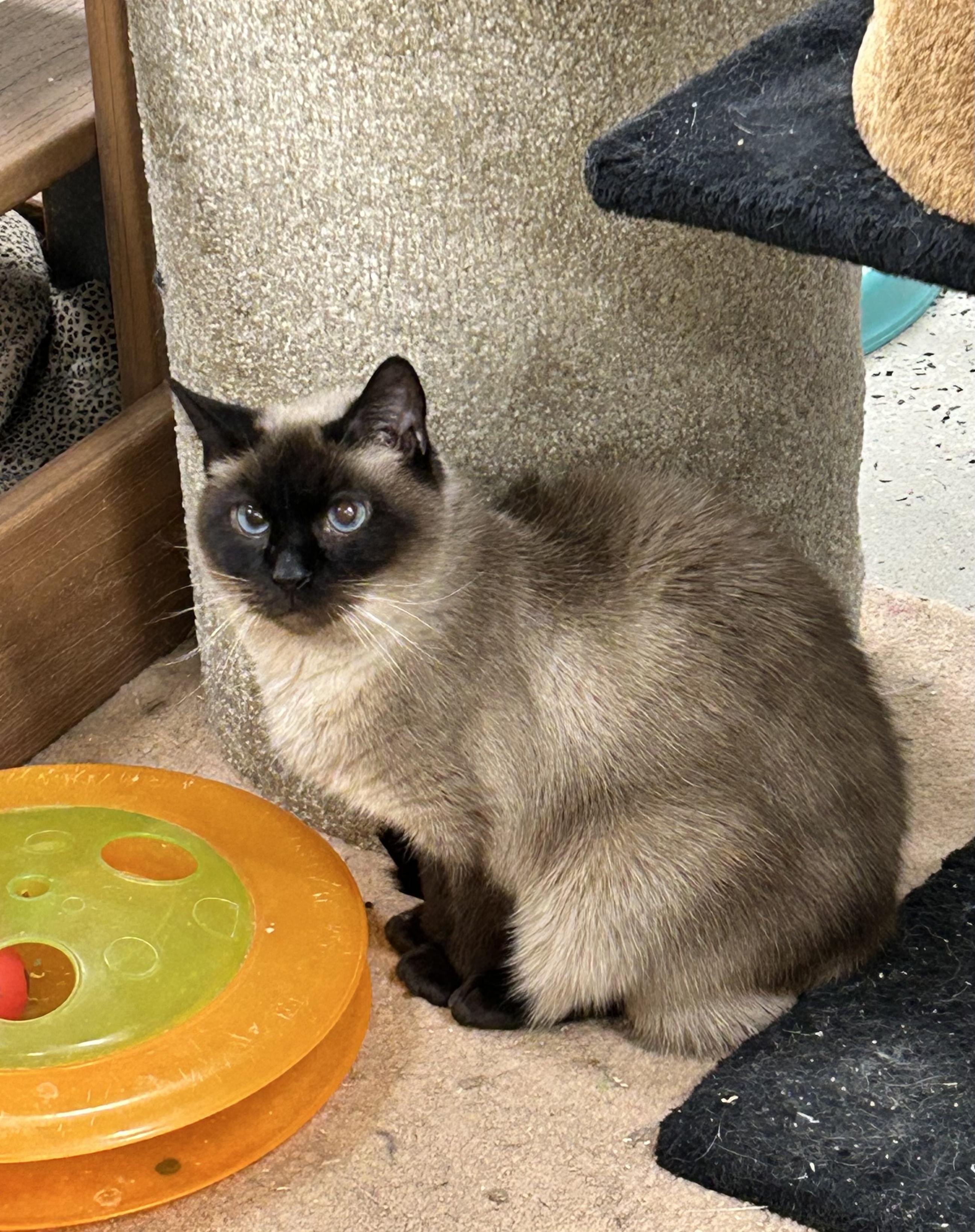 Enlarge Wren, a ADOPTABLE Domestic Short Hair in Edgewood, MD image 2/4