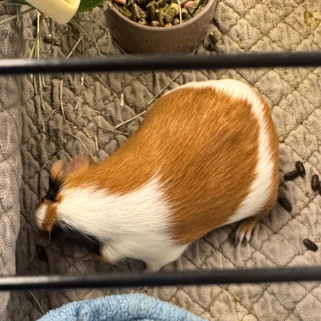 Cleo, Adoptable, Adult Female Guinea Pig.