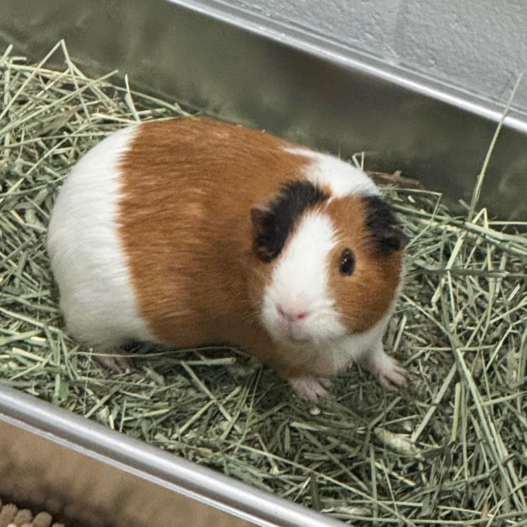 Enlarge Cleo, a Adoptable Guinea Pig in Brookfield, WI image 2/3