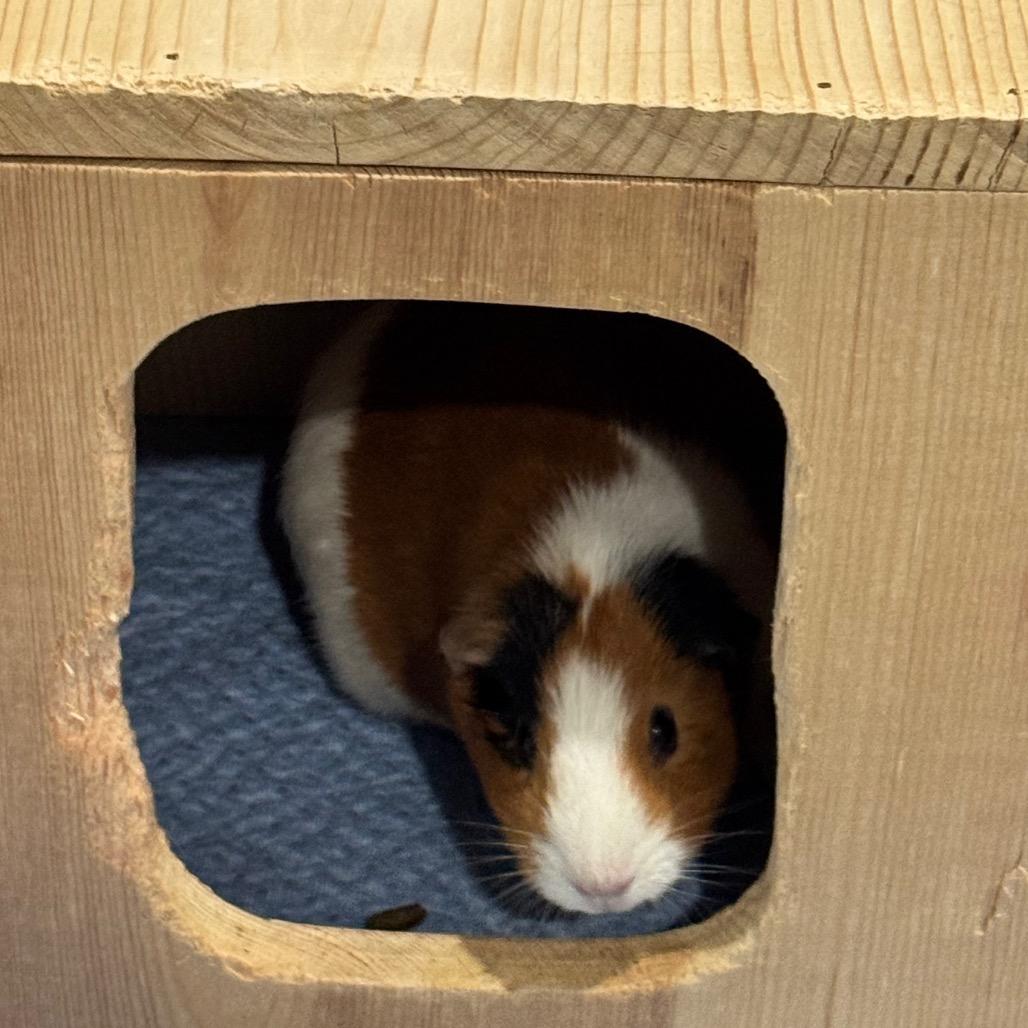 Enlarge Cleo, a Adoptable Guinea Pig in Brookfield, WI image 3/3
