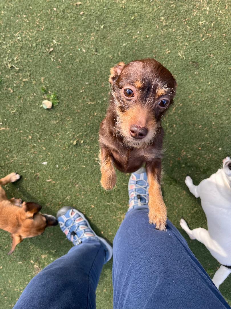 Enlarge Peanut, a ADOPTABLE Chihuahua in Woodstock, GA image 2/3