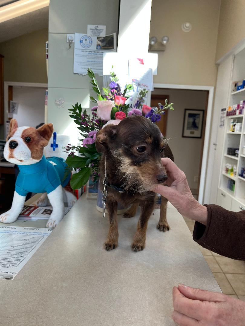 Enlarge Peanut, a ADOPTABLE Chihuahua in Woodstock, GA image 3/3