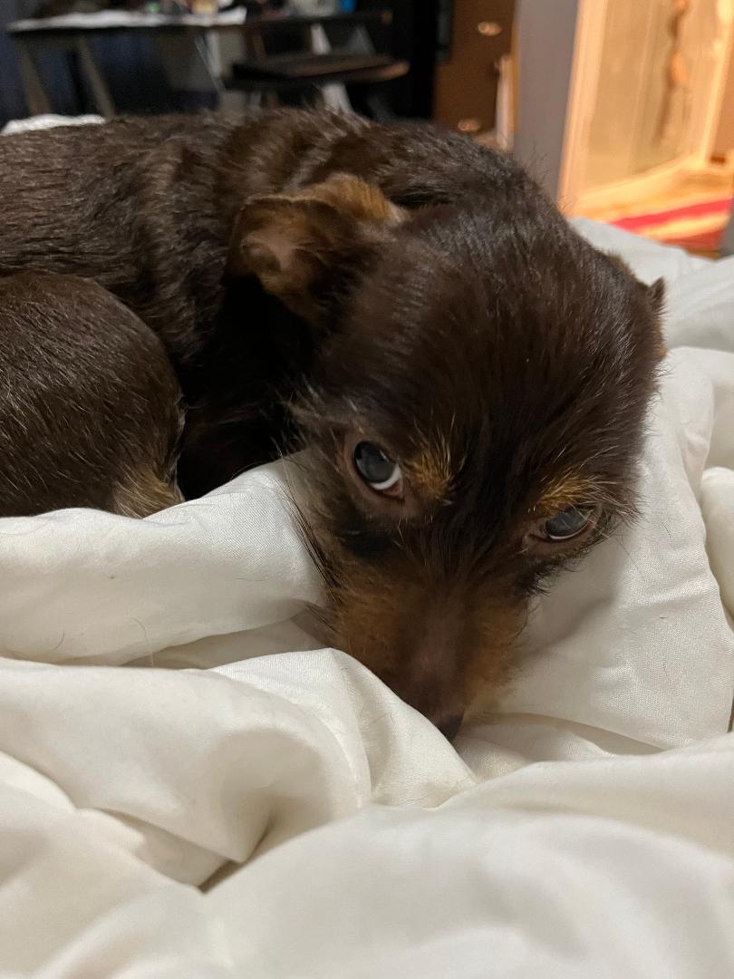 Peanut, ADOPTABLE, Adult Female Chihuahua.