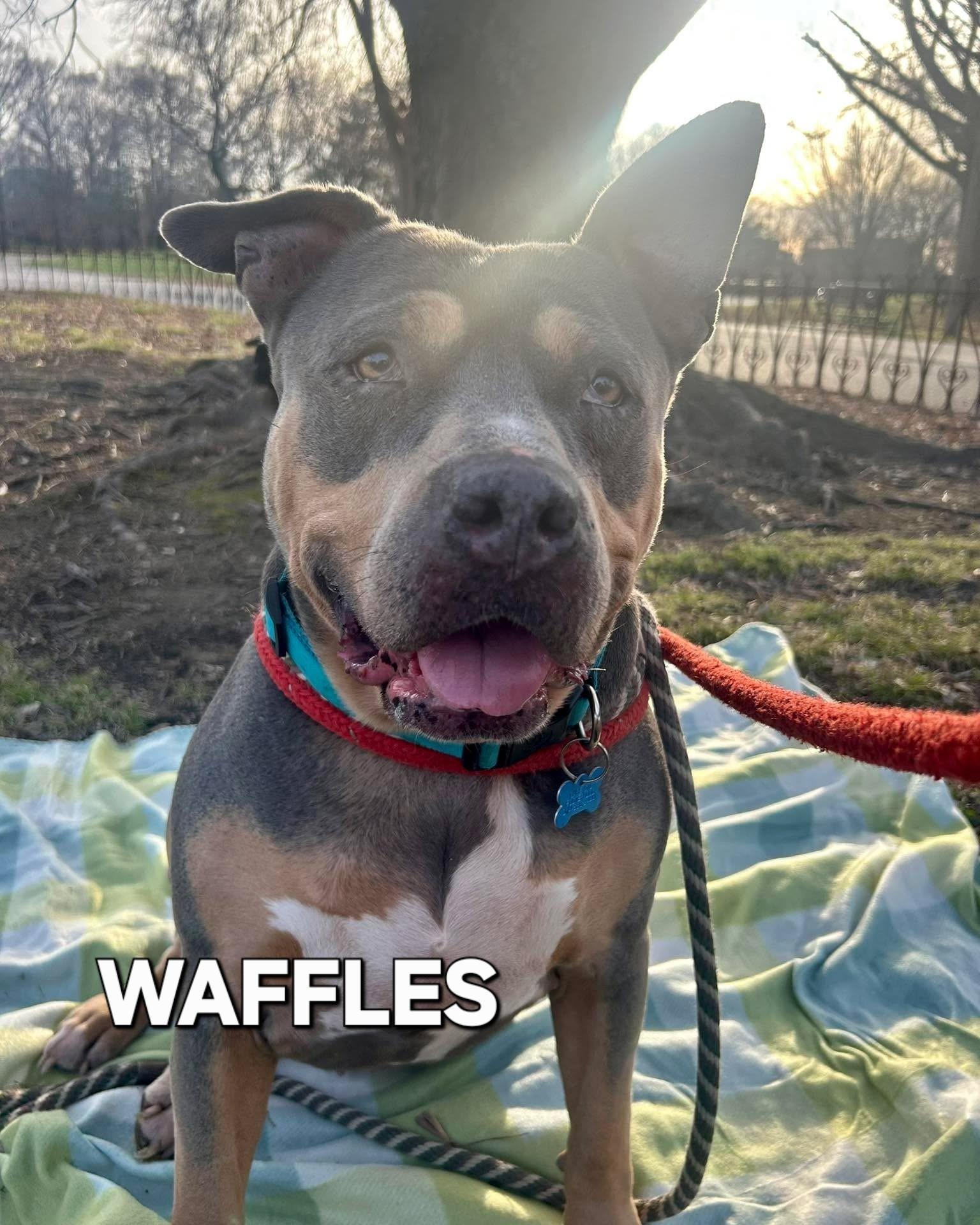 Waffles, Adoptable, Adult Female Pit Bull Terrier.