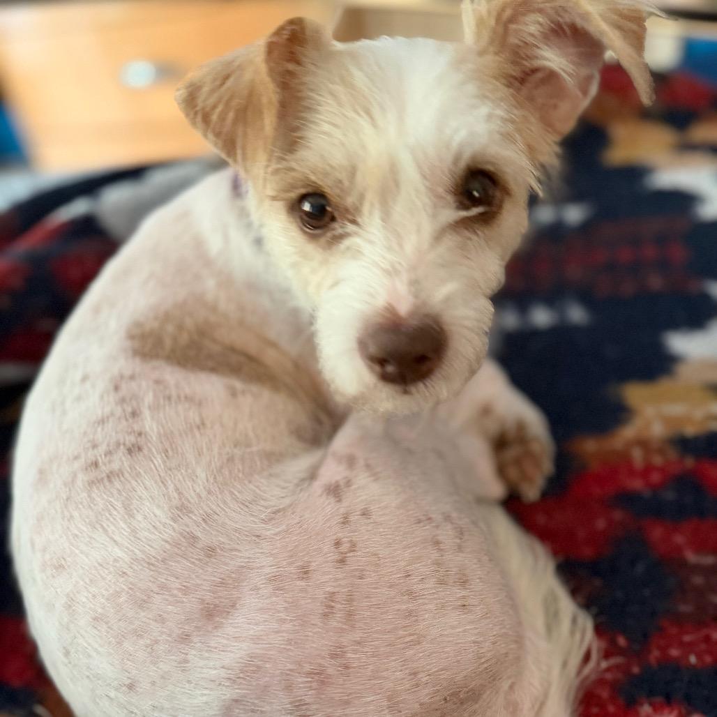 Dolly, Adoptable, Adult Female Terrier & Mixed Breed.