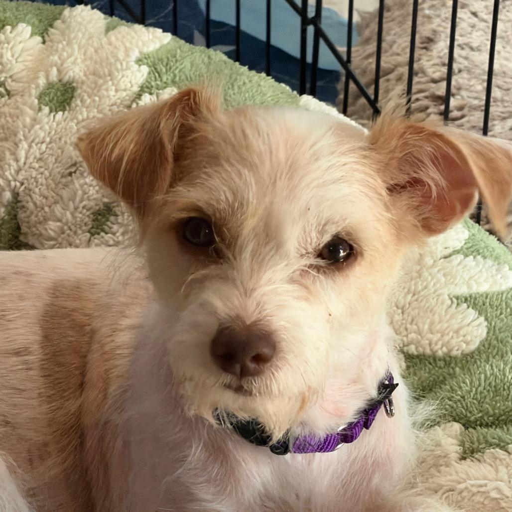 Enlarge Dolly, a Adoptable mixed breed in Kansas City, MO image 2/3