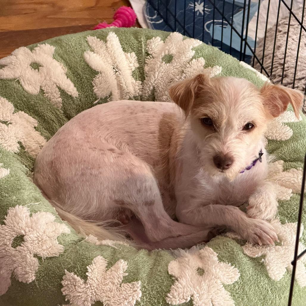 Enlarge Dolly, a Adoptable mixed breed in Kansas City, MO image 3/3