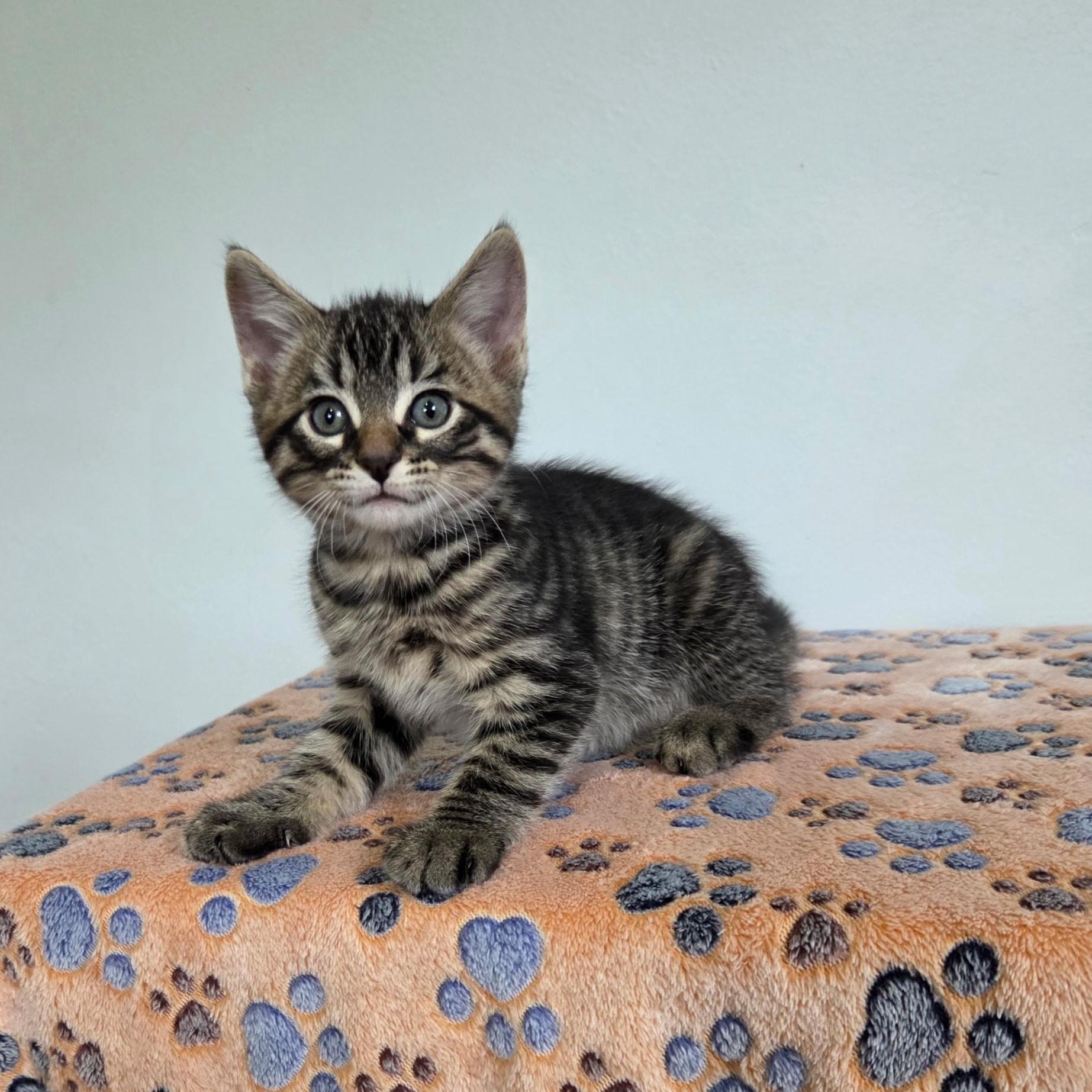 Virgil, a Adoptable mixed breed in High Ridge, MO image 1/2