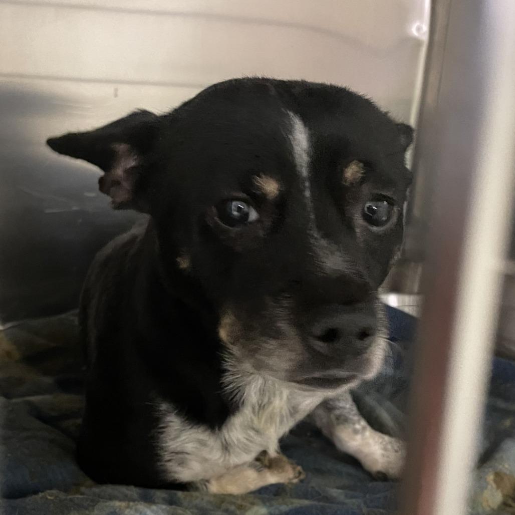 Otter, Adoptable, Adult Male Dachshund & Chihuahua.