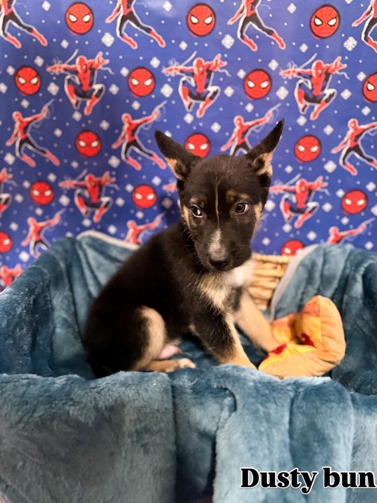 Dusty bun, Adoptable, Puppy Male Belgian Shepherd / Malinois & Shepherd.