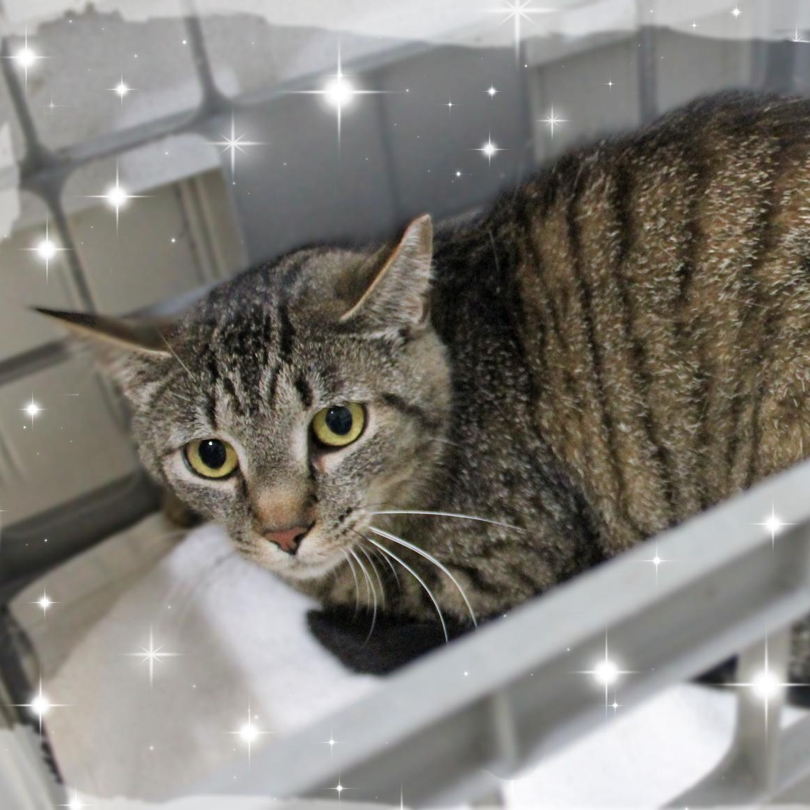 Enlarge Cosmo, a ADOPTABLE Tabby in Amelia, OH image 1/1