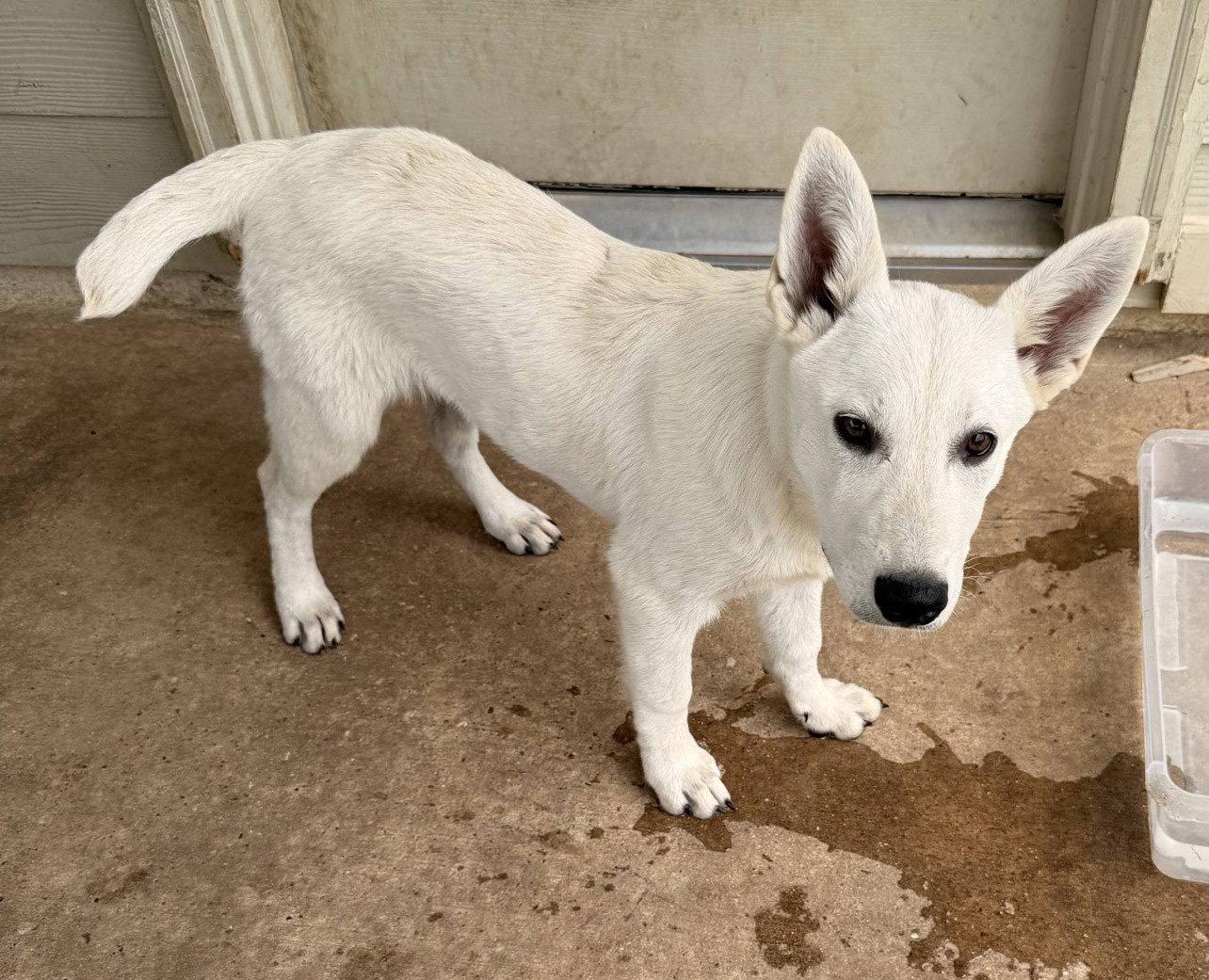 Sophia, Adoptable, Young Female White German Shepherd.