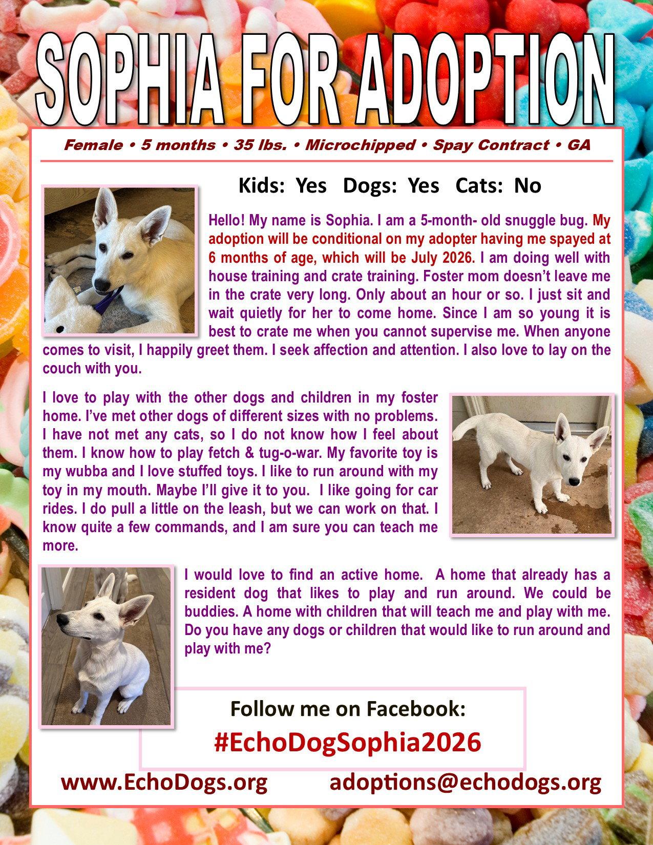 Sophia, a Adoptable White German Shepherd in Londonderry, NH image 2/3