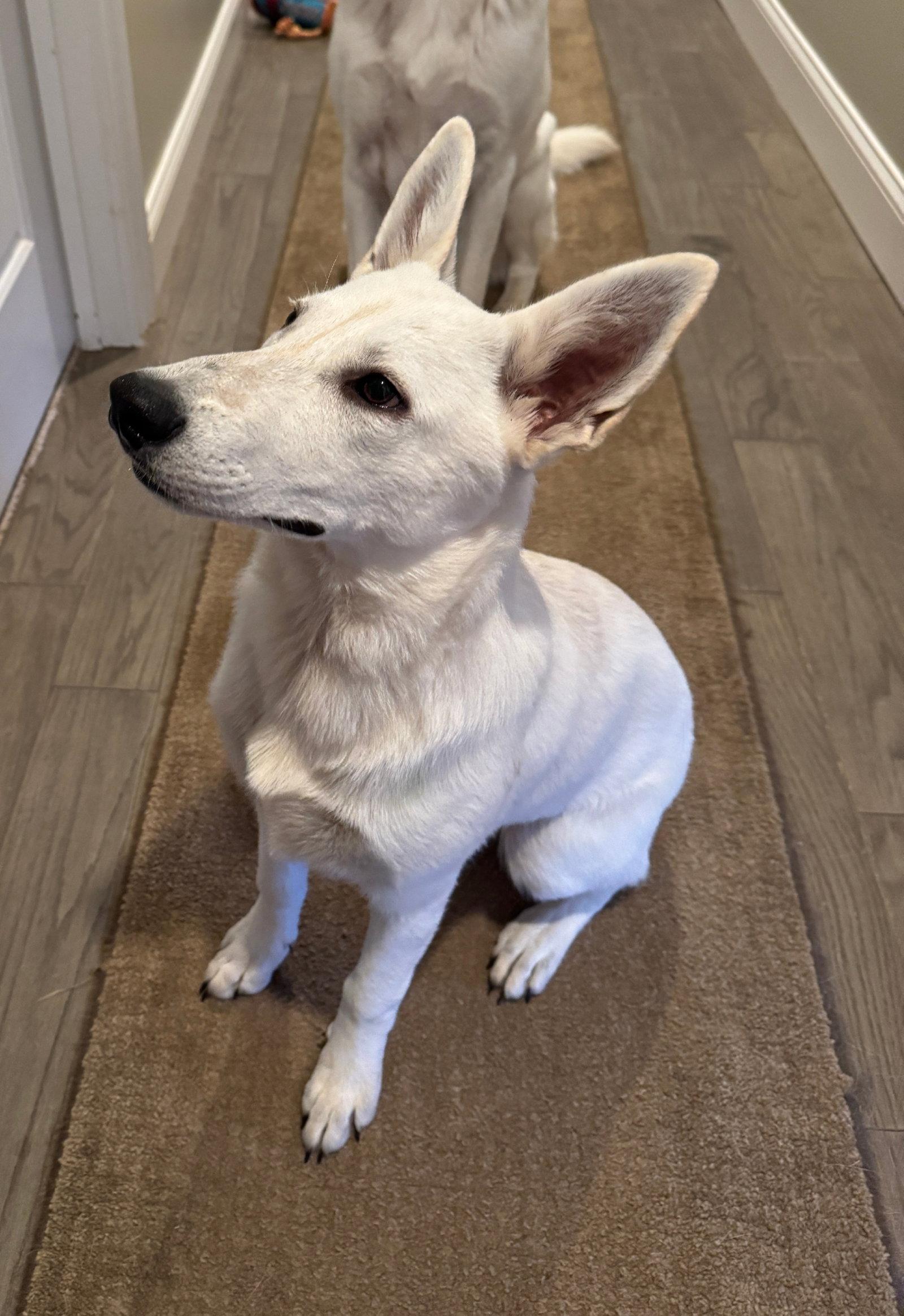 Sophia, a Adoptable White German Shepherd in Londonderry, NH image 3/3
