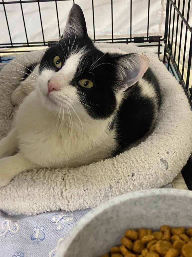 Enlarge Clarissa, a Adoptable mixed breed in Lunenburg, MA image 1/1