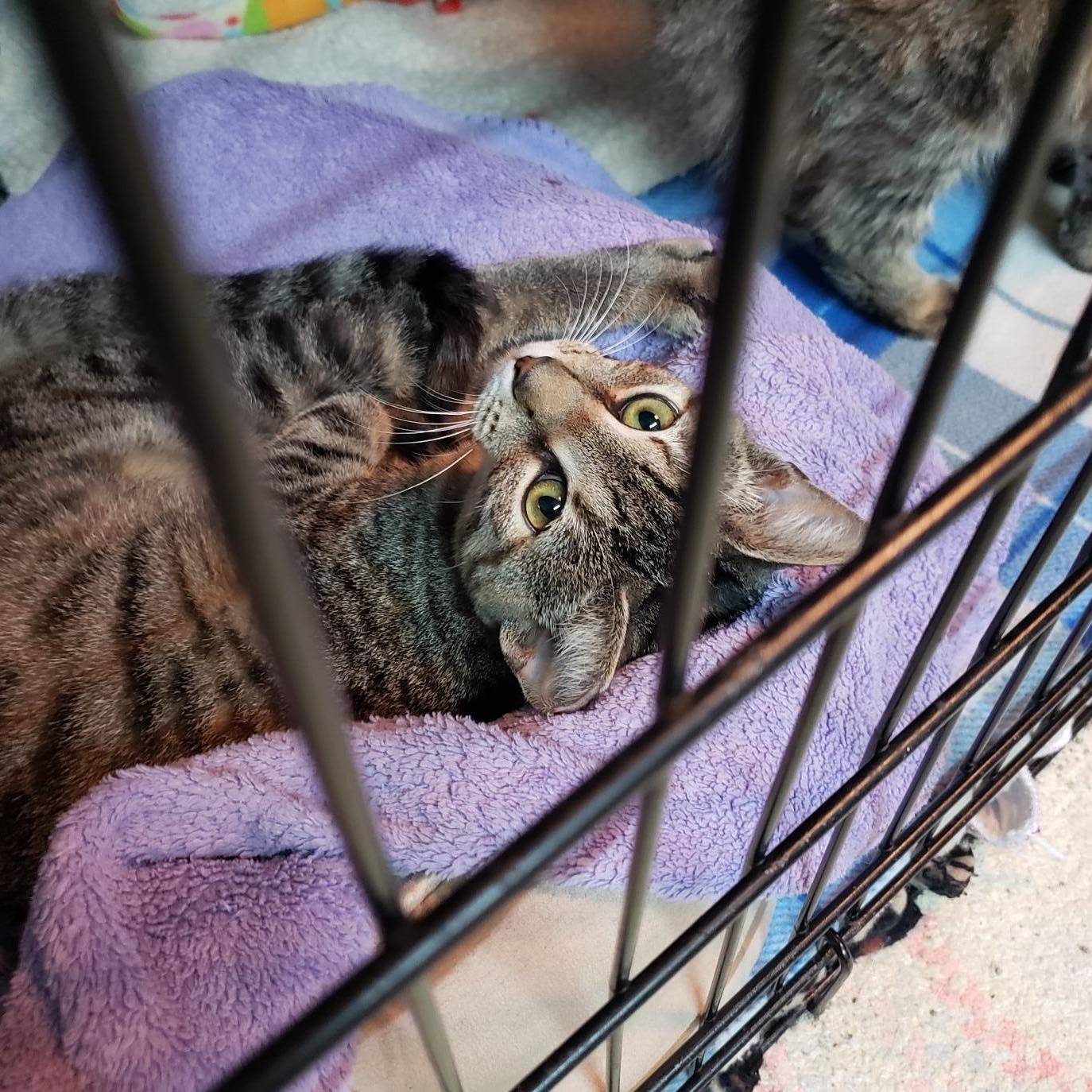 Bashful, ADOPTABLE, Young Female American Shorthair.