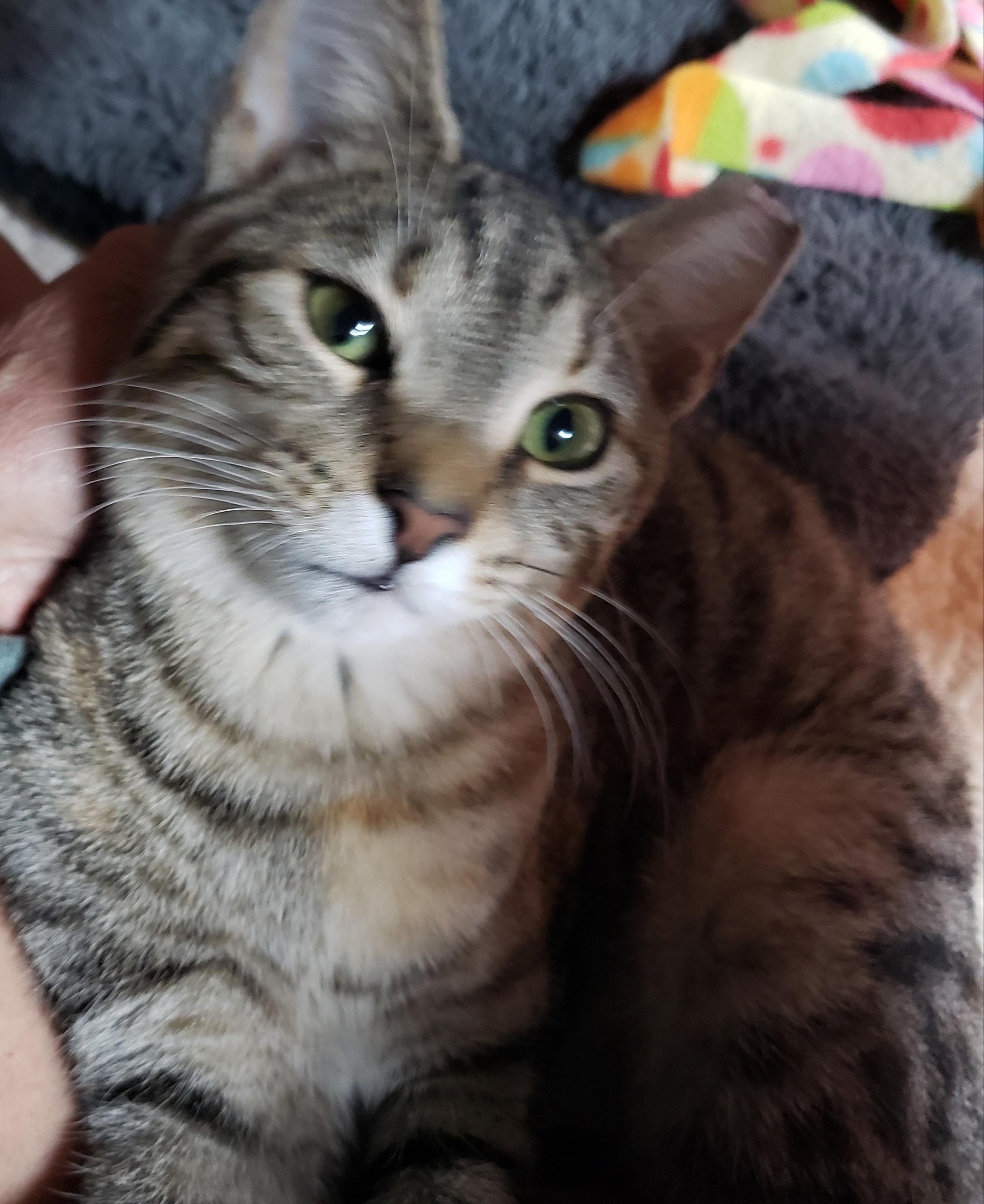 Enlarge Bashful, a ADOPTABLE American Shorthair in Erwin, TN image 2/4