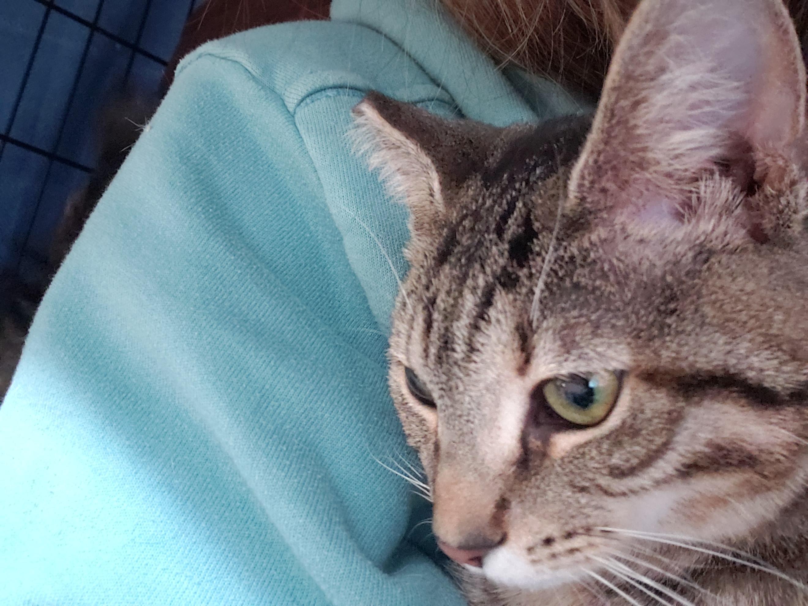 Enlarge Bashful, a ADOPTABLE American Shorthair in Erwin, TN image 5/6