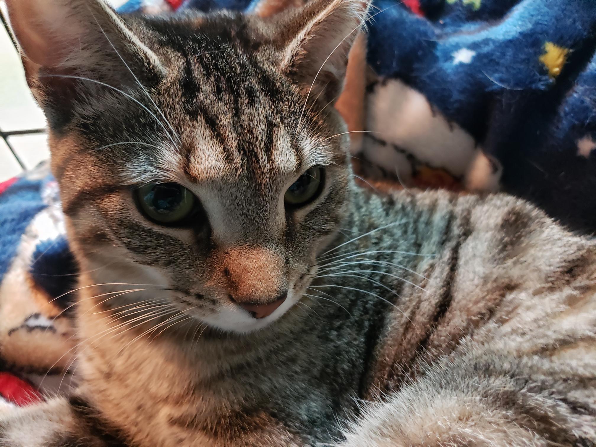 Enlarge Bashful, a ADOPTABLE American Shorthair in Erwin, TN image 6/6