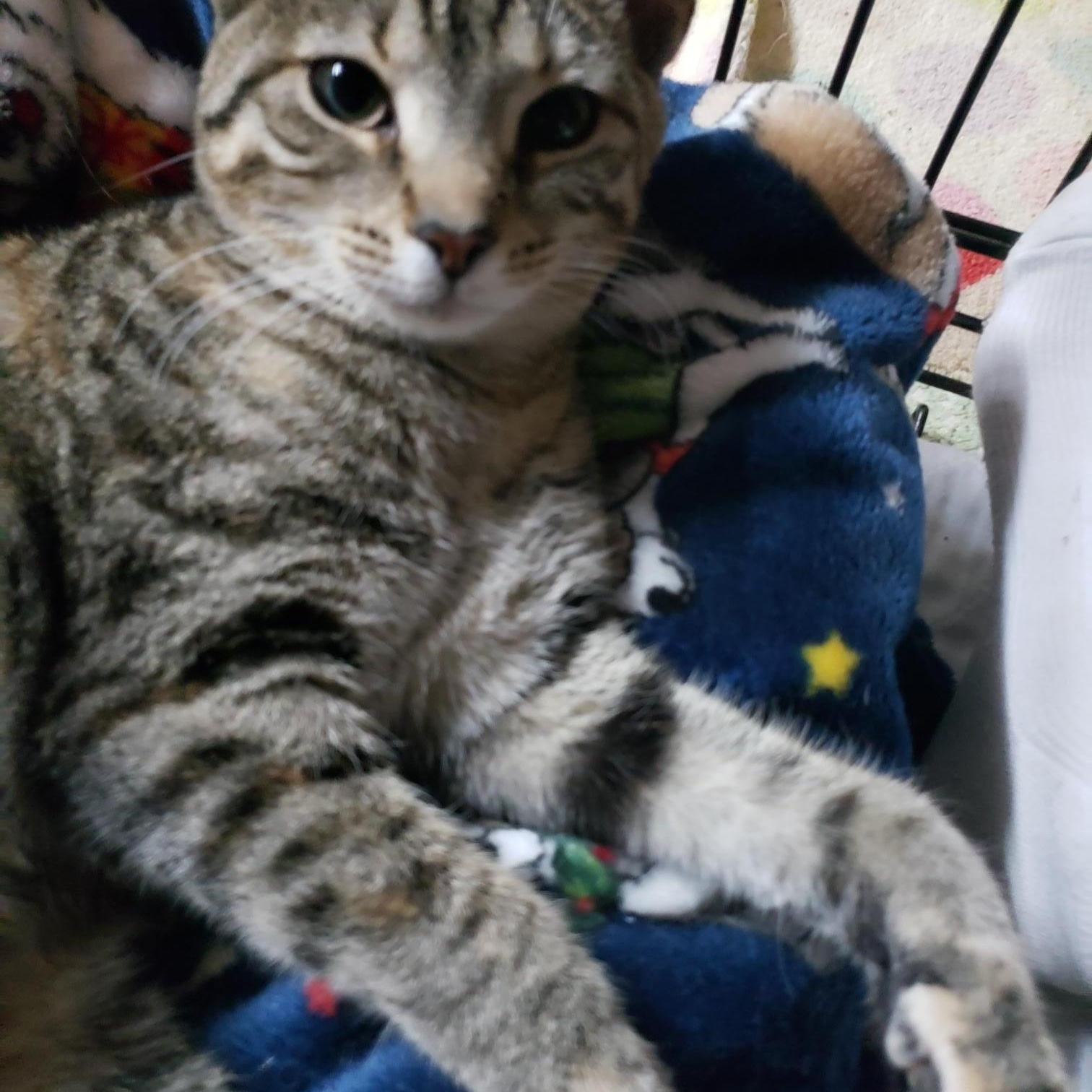 Enlarge Bashful, a ADOPTABLE American Shorthair in Erwin, TN image 3/4