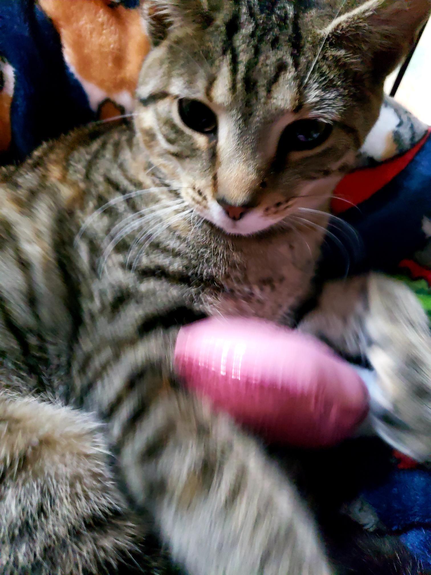 Enlarge Bashful, a ADOPTABLE American Shorthair in Erwin, TN image 4/4