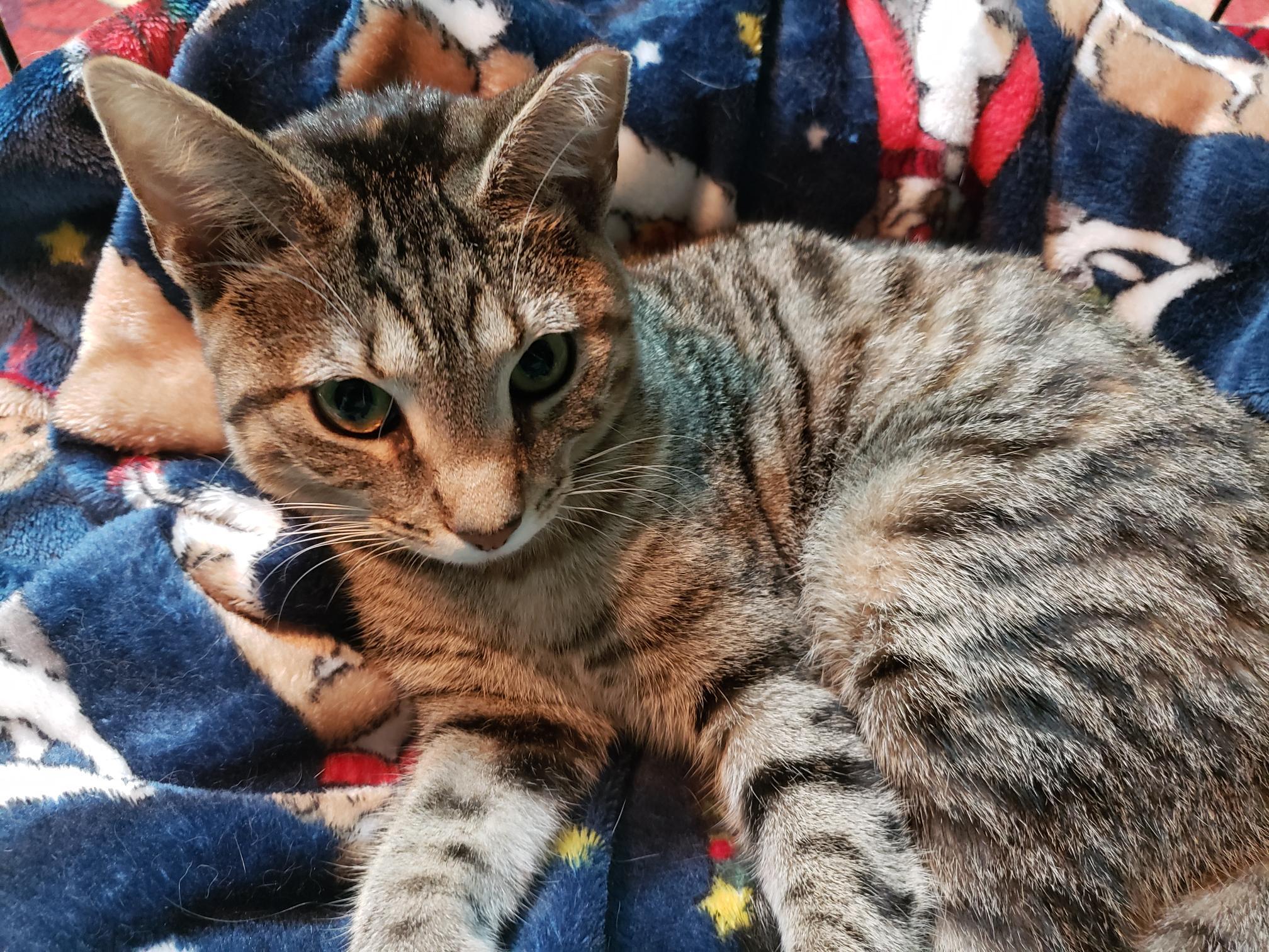 Bashful, ADOPTABLE, Young Female American Shorthair.