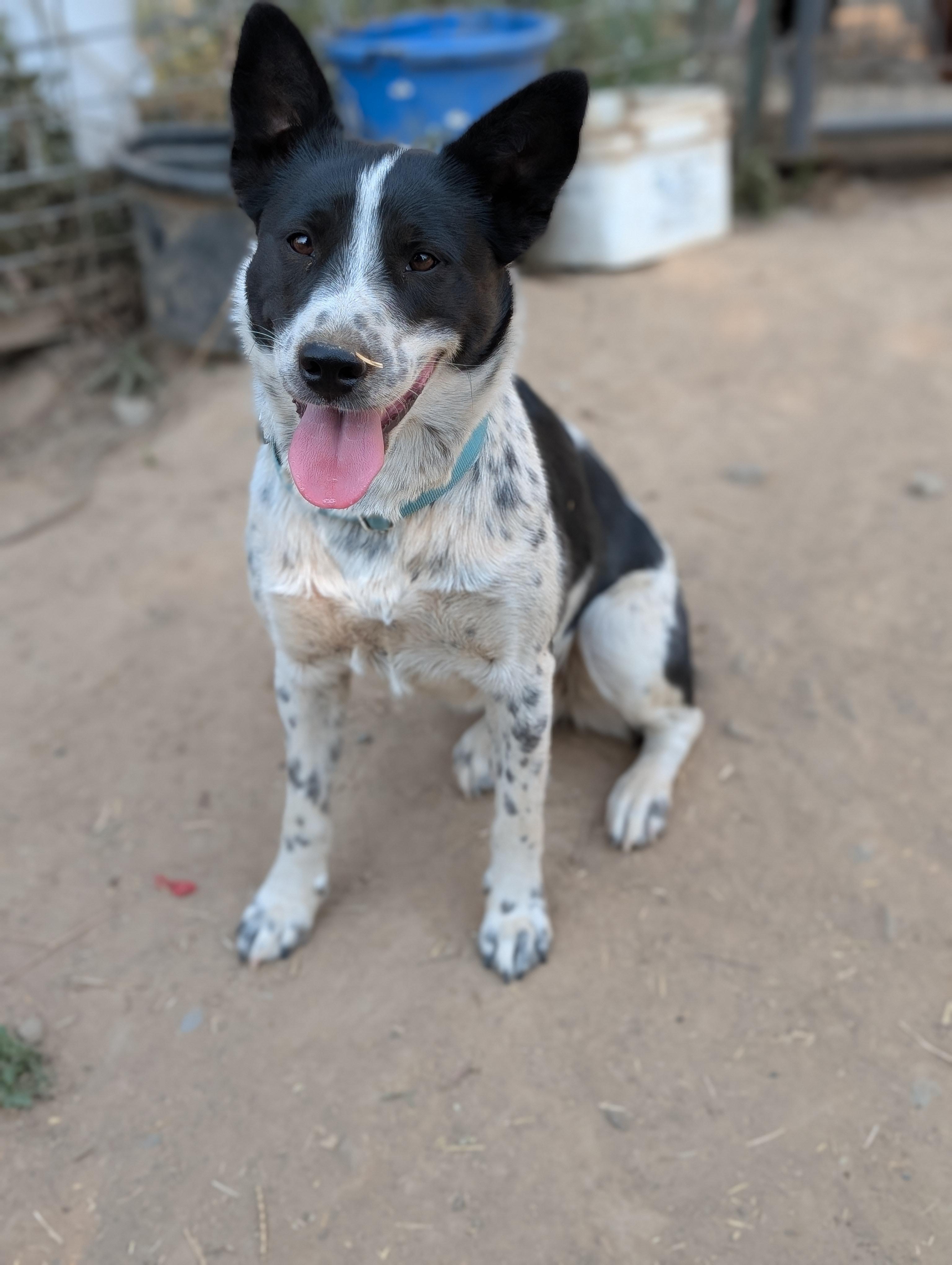 Zara, a ADOPTABLE Australian Cattle Dog / Blue Heeler in COEUR D ALENE, ID image 4/5