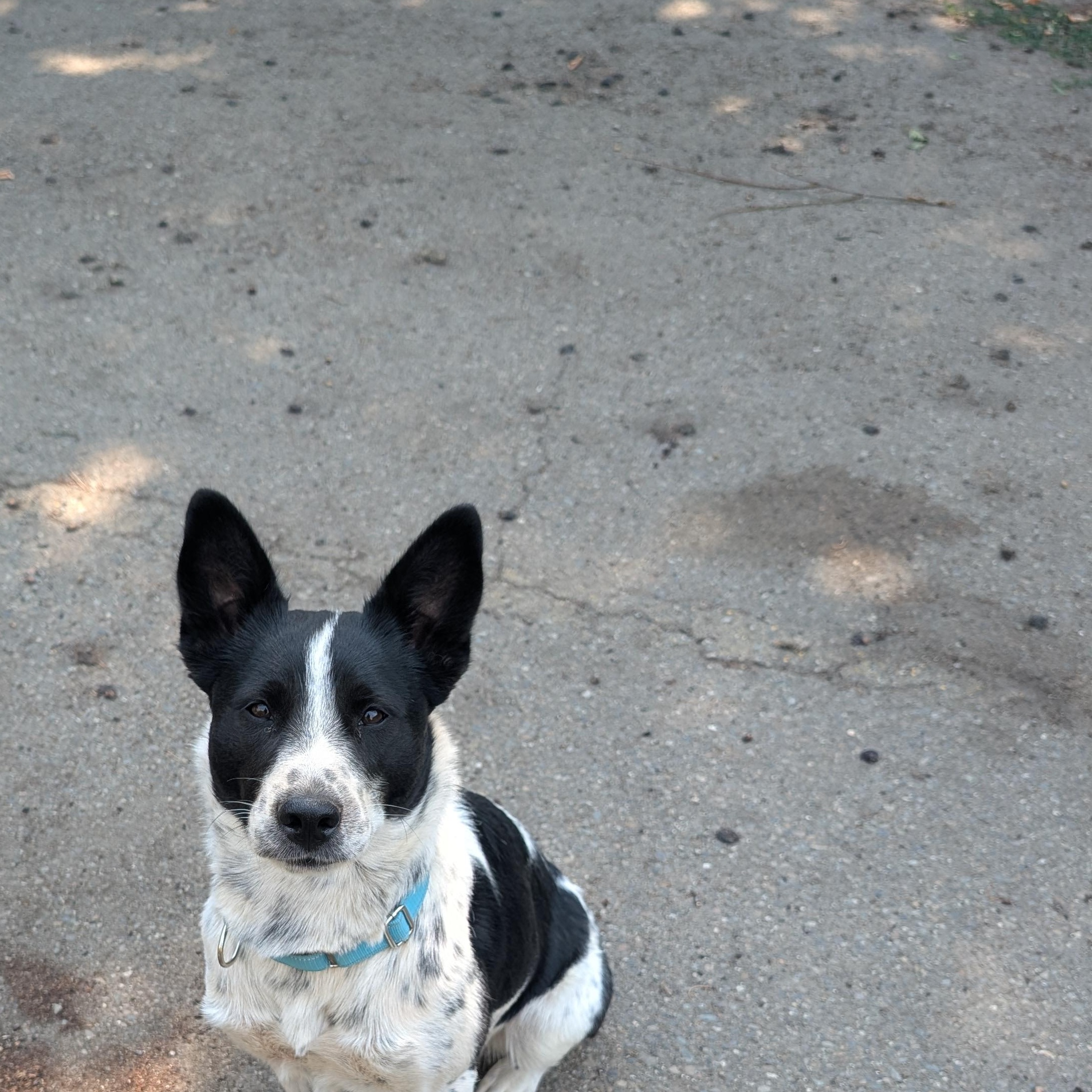 Zara, a ADOPTABLE Australian Cattle Dog / Blue Heeler in COEUR D ALENE, ID image 5/5