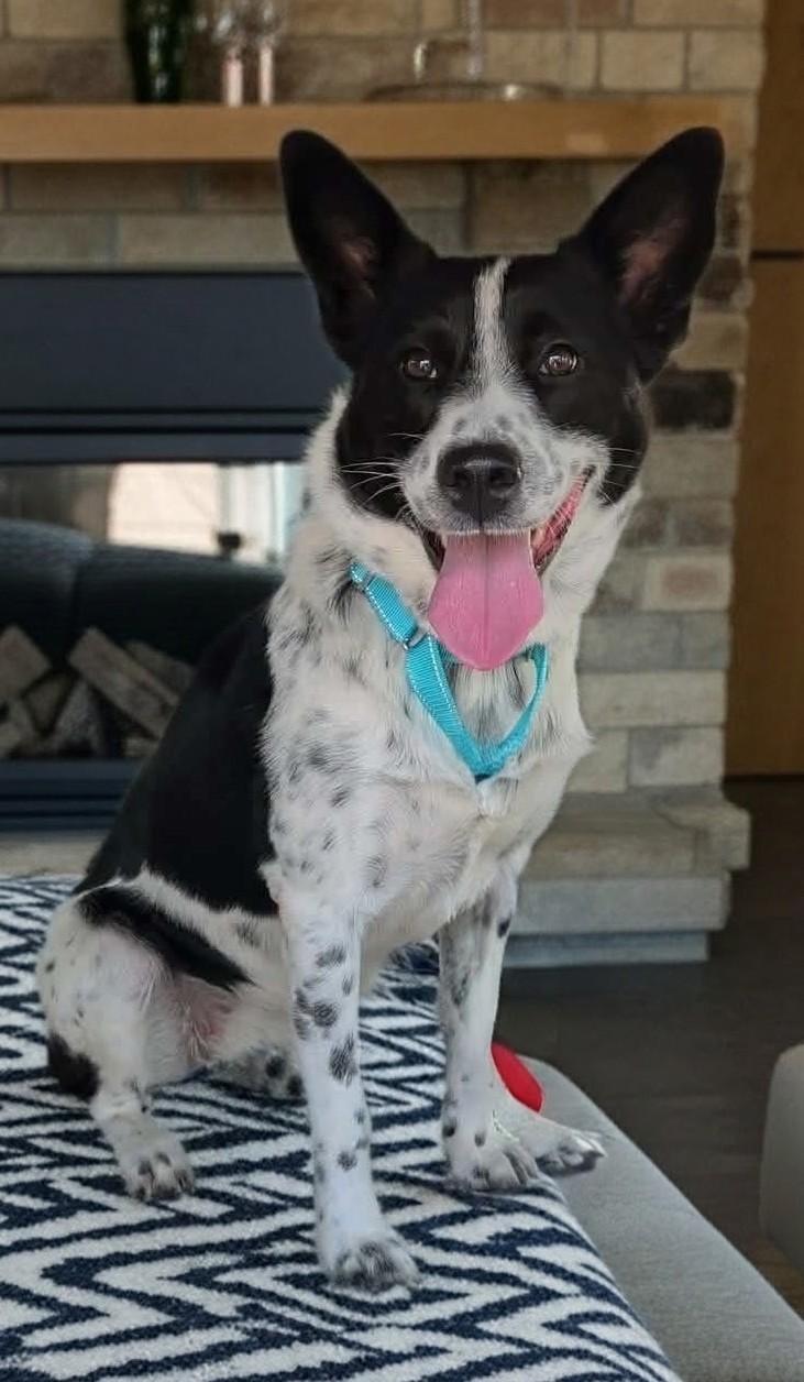 Zara, a ADOPTABLE Australian Cattle Dog / Blue Heeler in COEUR D ALENE, ID image 1/5