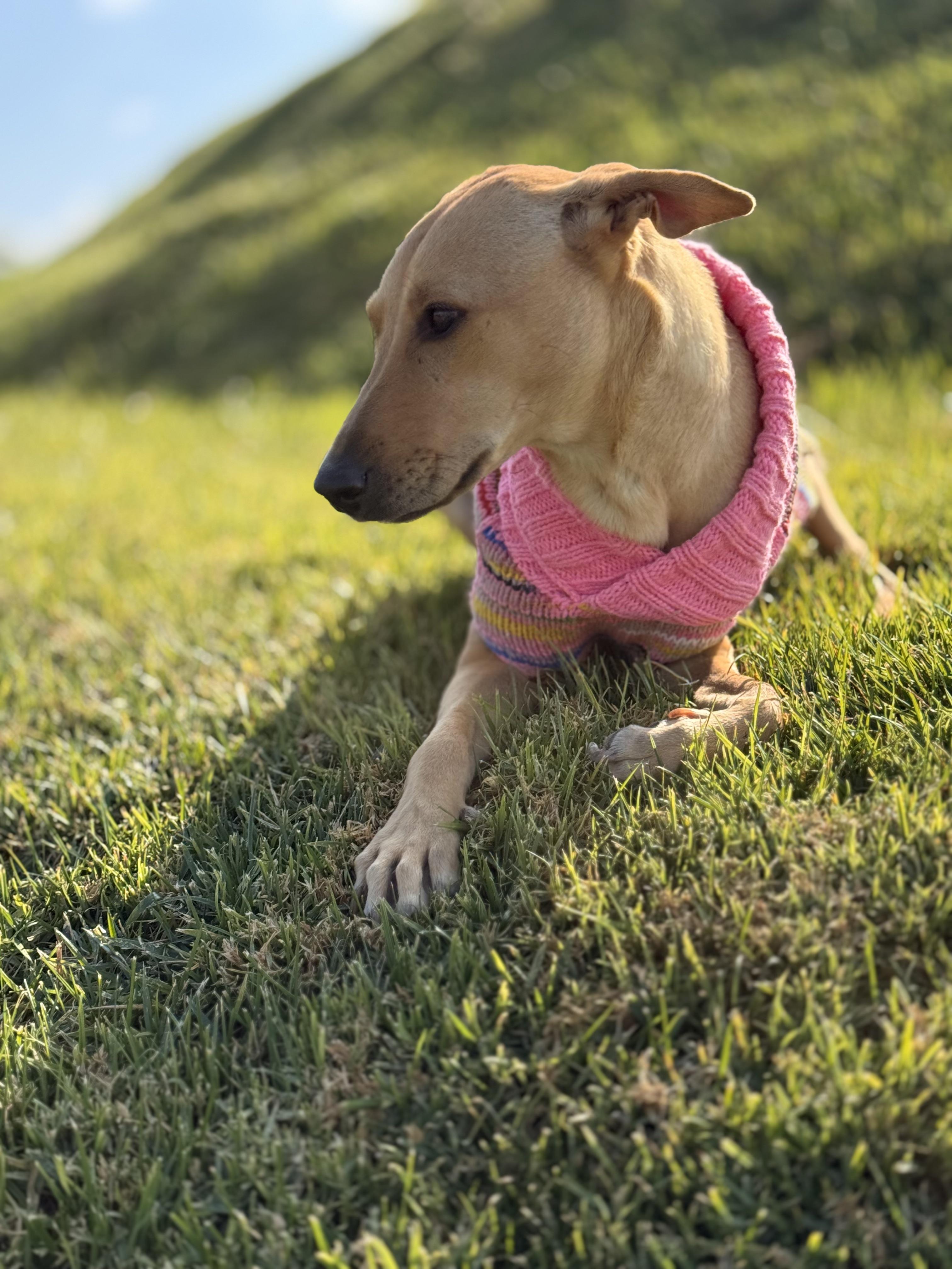 Mila — thumbnail 4