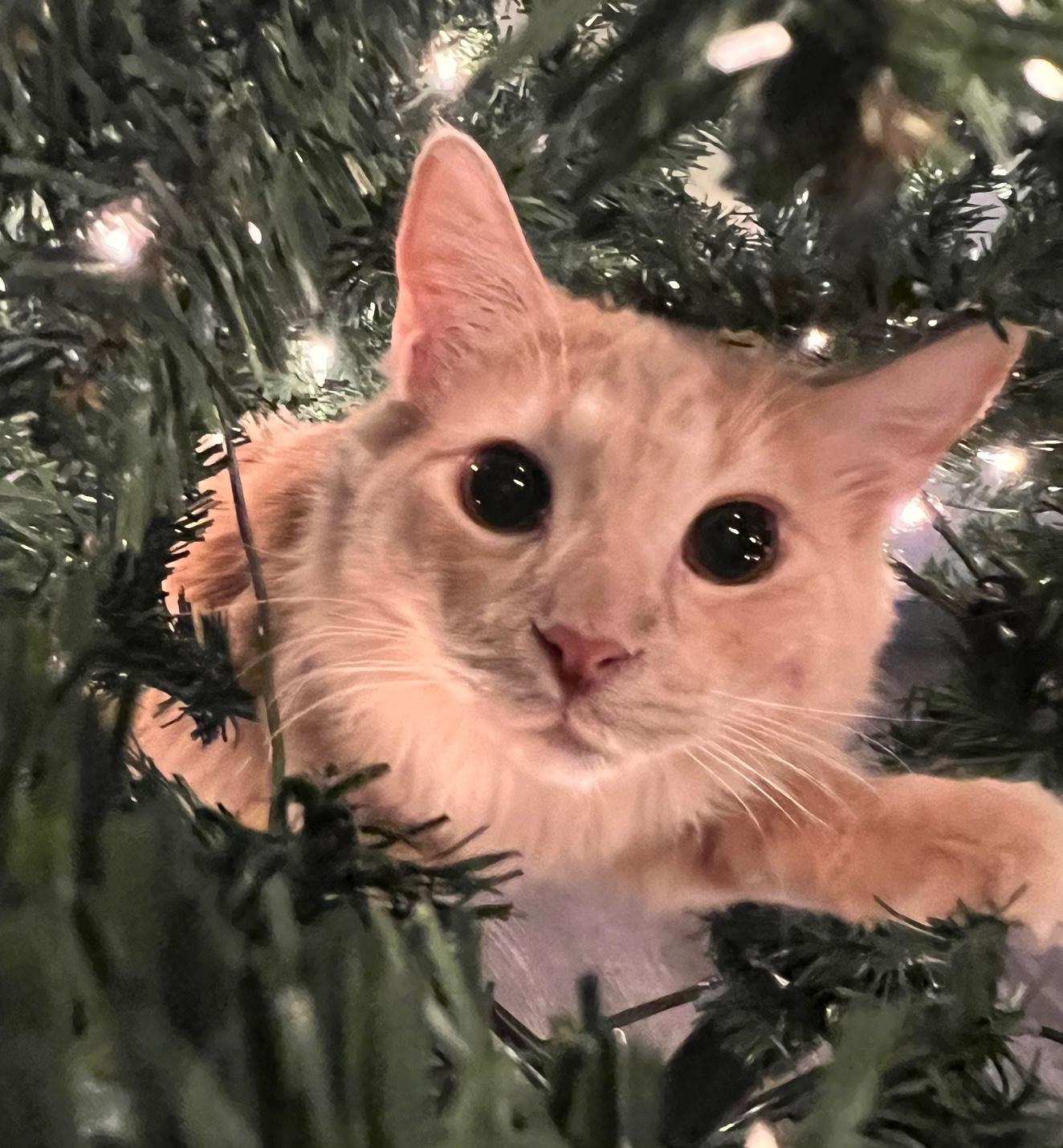 Enlarge Rembrandt & Salem, a Adoptable Domestic Long Hair in Sherman Oaks, CA image 2/6
