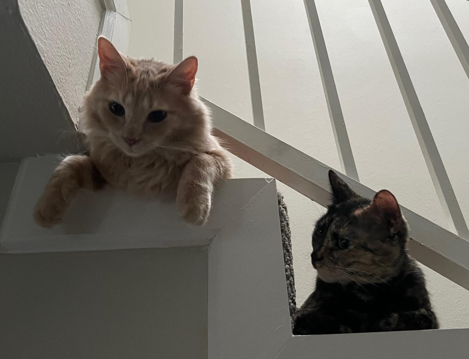 Enlarge Rembrandt & Salem, a Adoptable Domestic Long Hair in Sherman Oaks, CA image 4/6