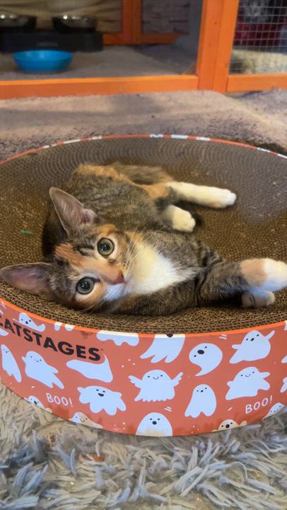 Enlarge Rembrandt & Salem, a Adoptable Domestic Long Hair in Sherman Oaks, CA video 6/6