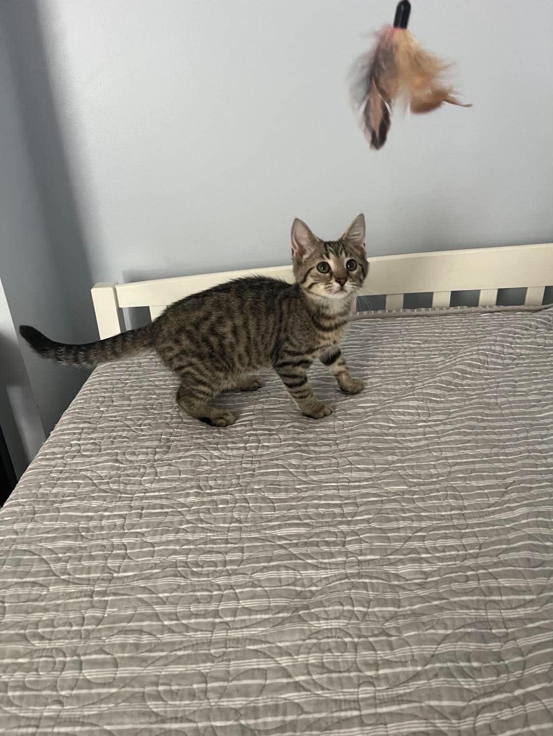 Enlarge Taco (Kitty), a Adoptable Domestic Short Hair in Ashville, OH image 2/3