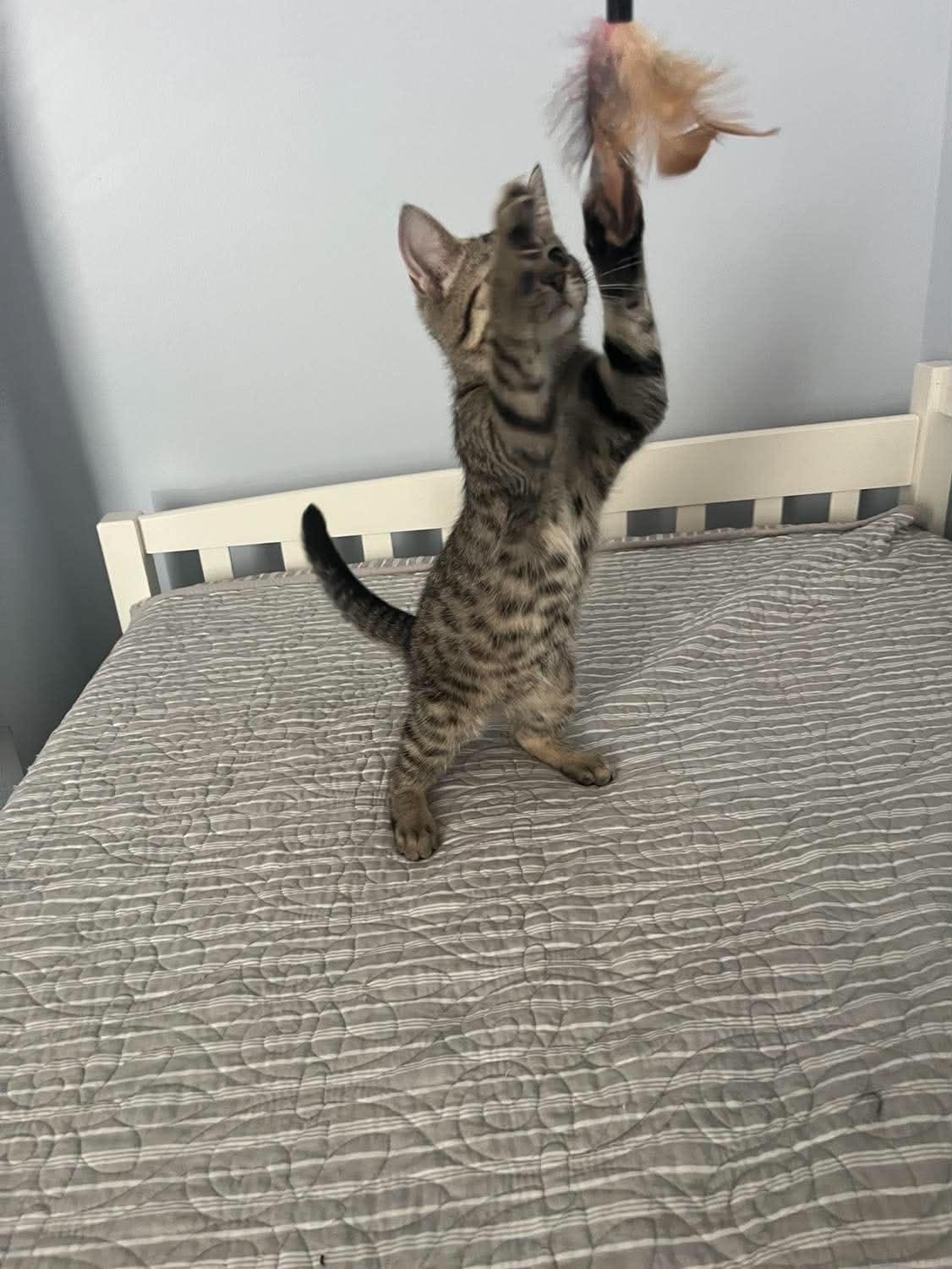 Enlarge Taco (Kitty), a Adoptable Domestic Short Hair in Ashville, OH image 3/3