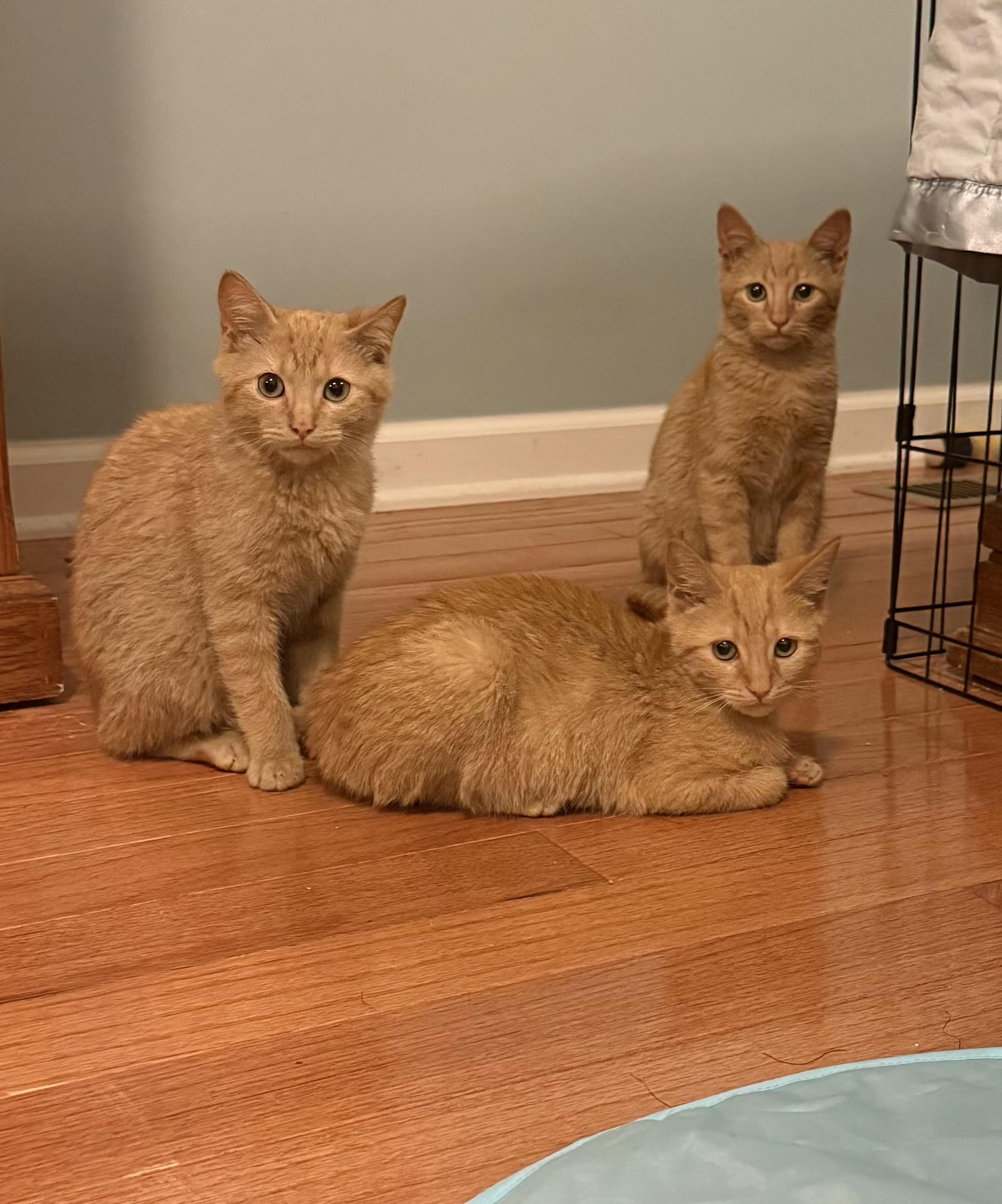 Enlarge TITAN & FLICKER , a ADOPTABLE mixed breed in Southbridge , MA image 1/6