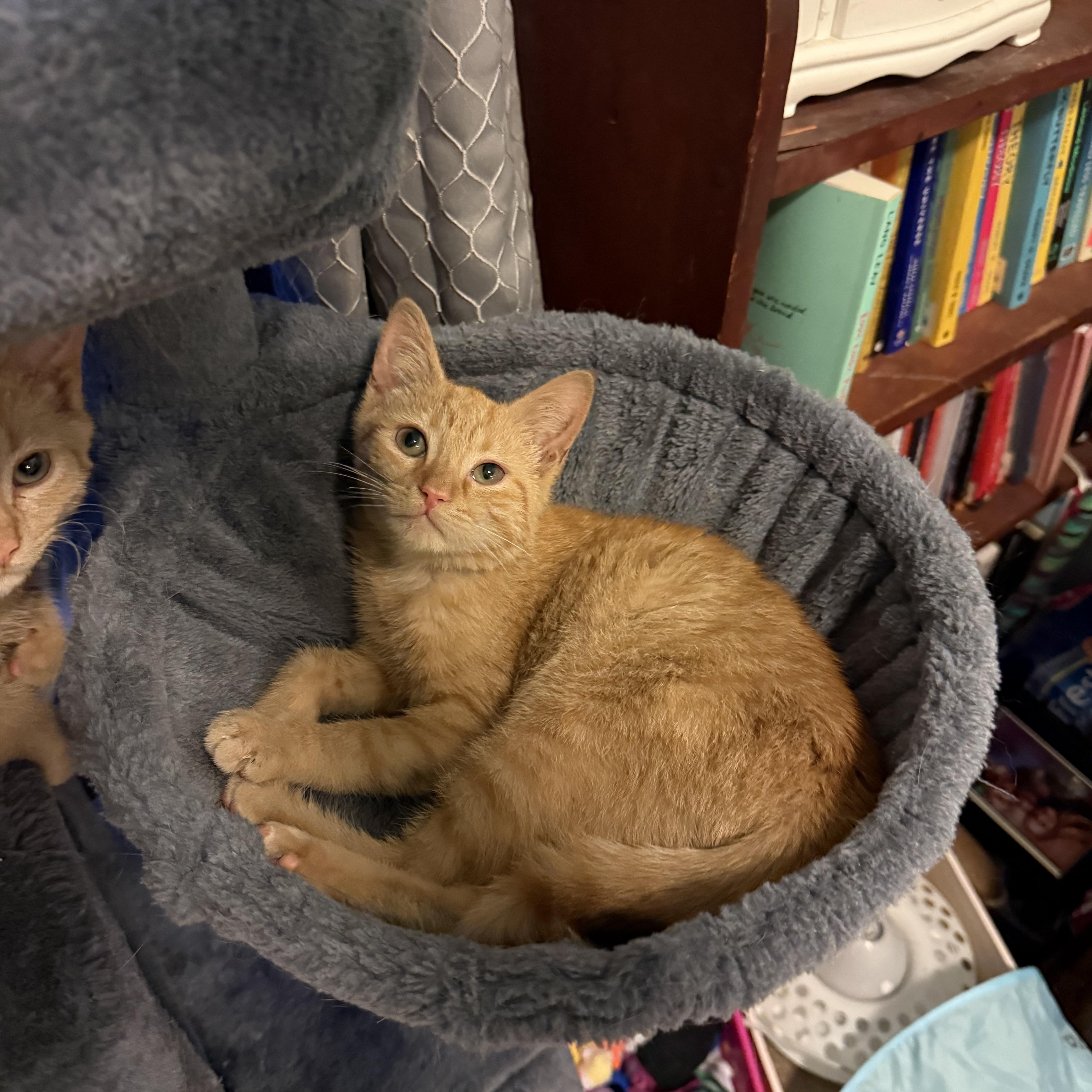 Enlarge TITAN & FLICKER , a ADOPTABLE mixed breed in Southbridge , MA image 3/6