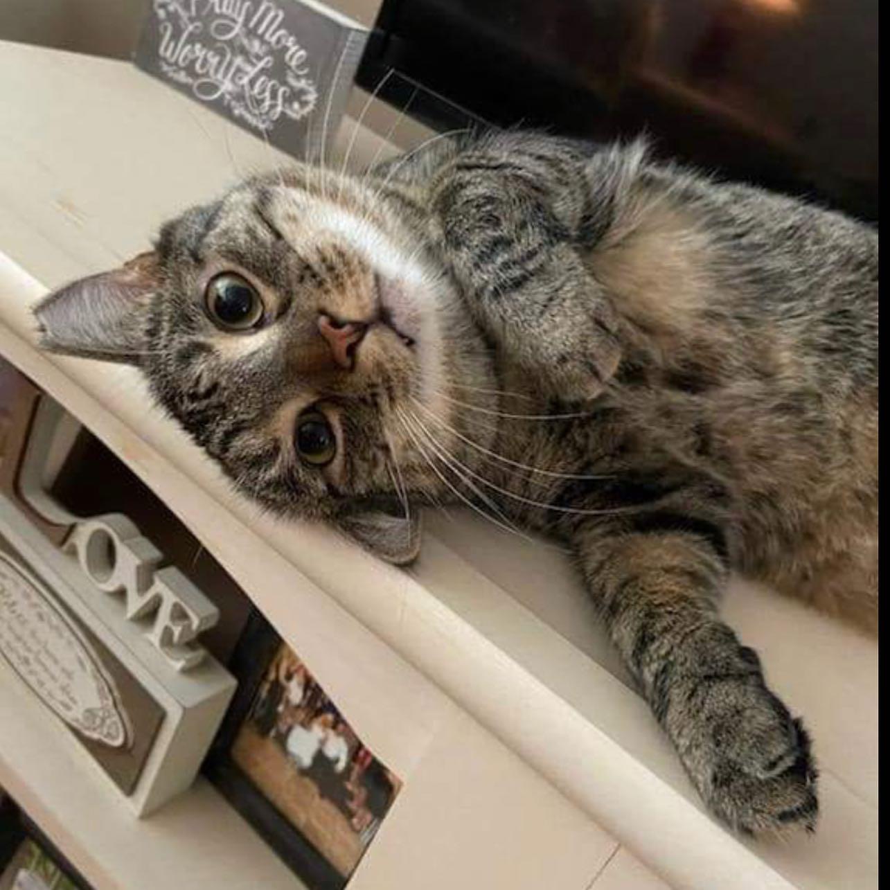 Herbie, Adoptable, Adult Male Domestic Short Hair.