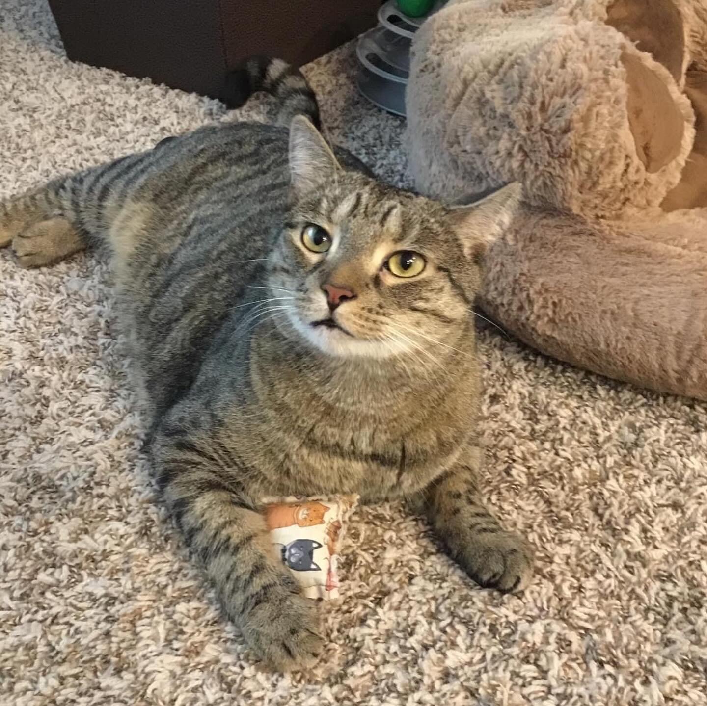 Enlarge Herbie, a Adoptable Domestic Short Hair in Gloucester City, NJ image 8/8