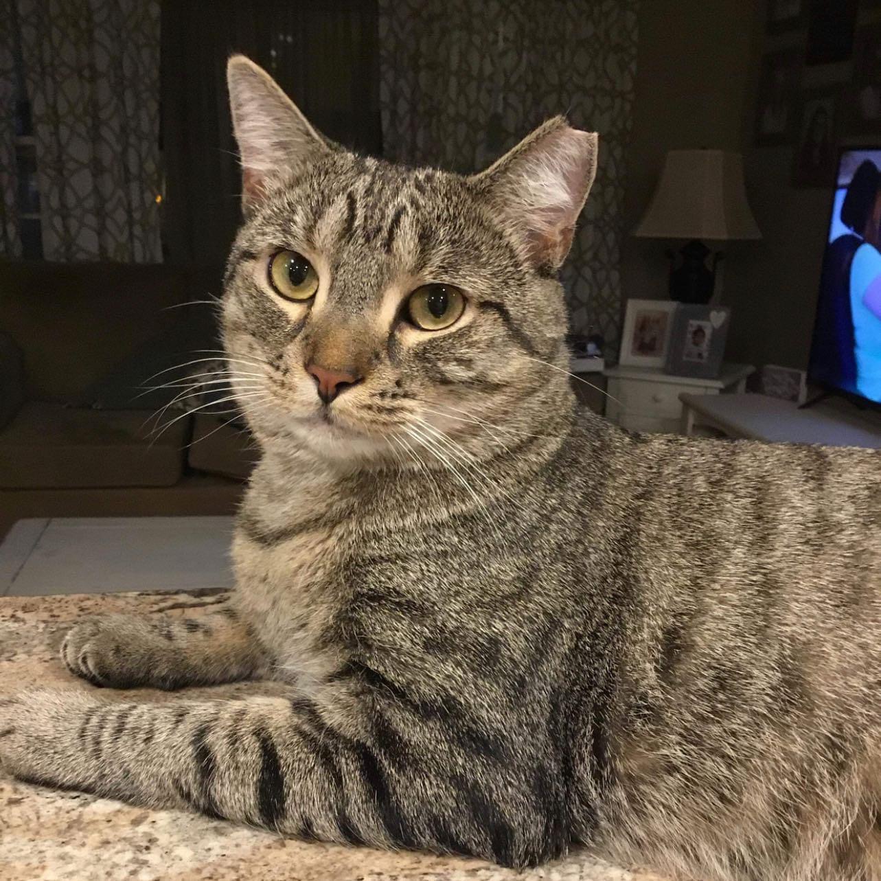 Enlarge Herbie, a Adoptable Domestic Short Hair in Gloucester City, NJ image 7/8